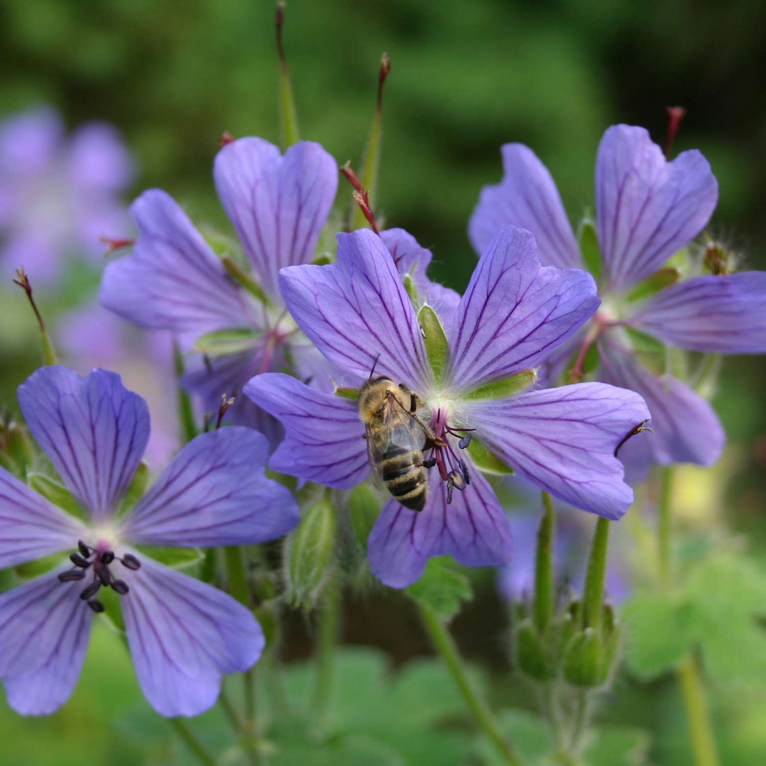 Storchschnabel 'Philippe Vapelle' Lieferform: Im Topf