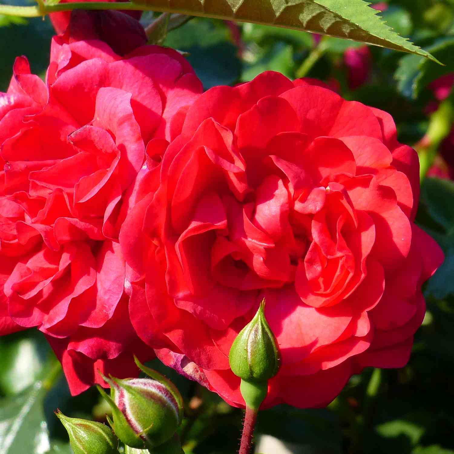 Bodendeckerrose 'Gärtnerfreude®' - ADR-Rose