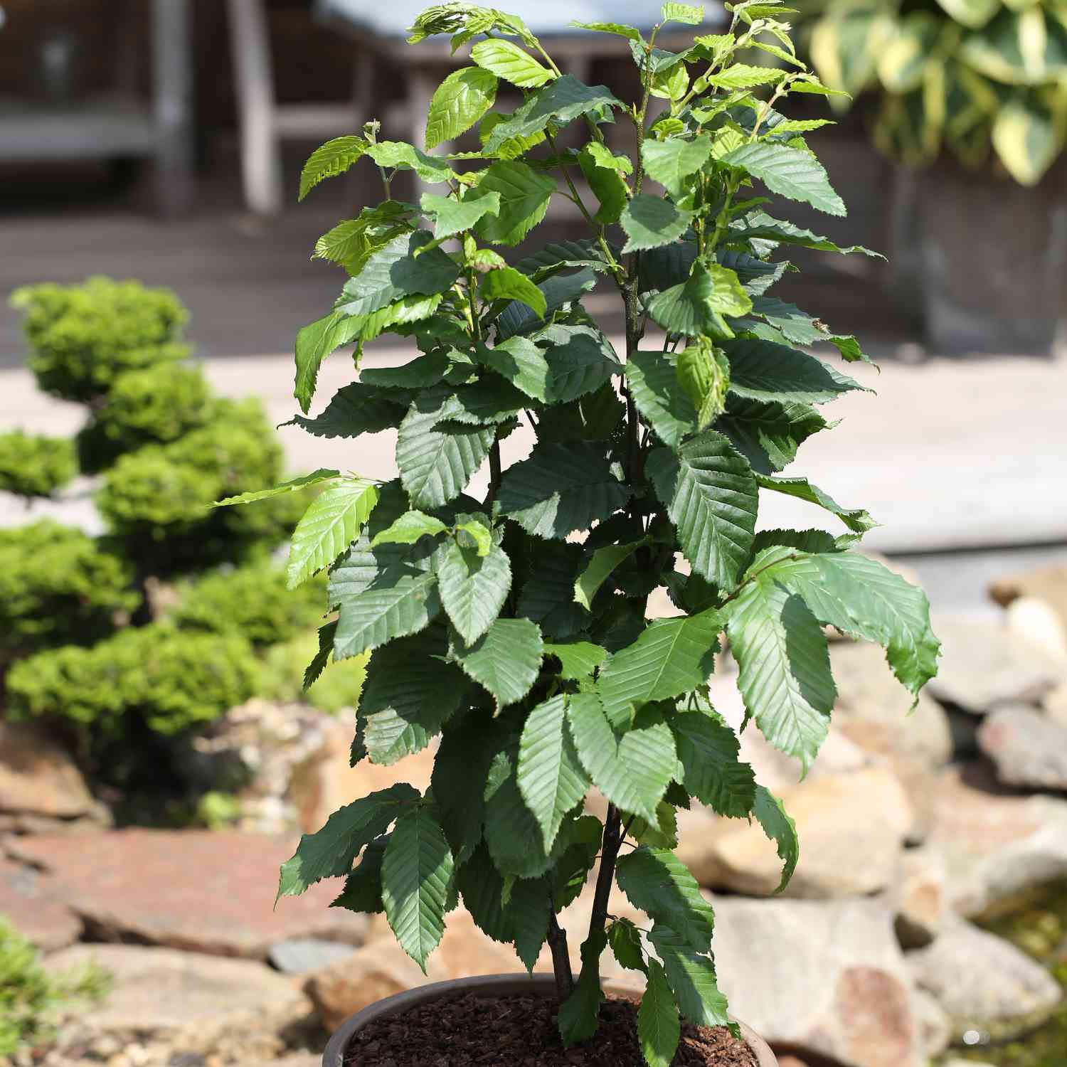 Säulen-Hainbuche 'Fastigiata' Säulen-Hainbuche 'Fastigiata'