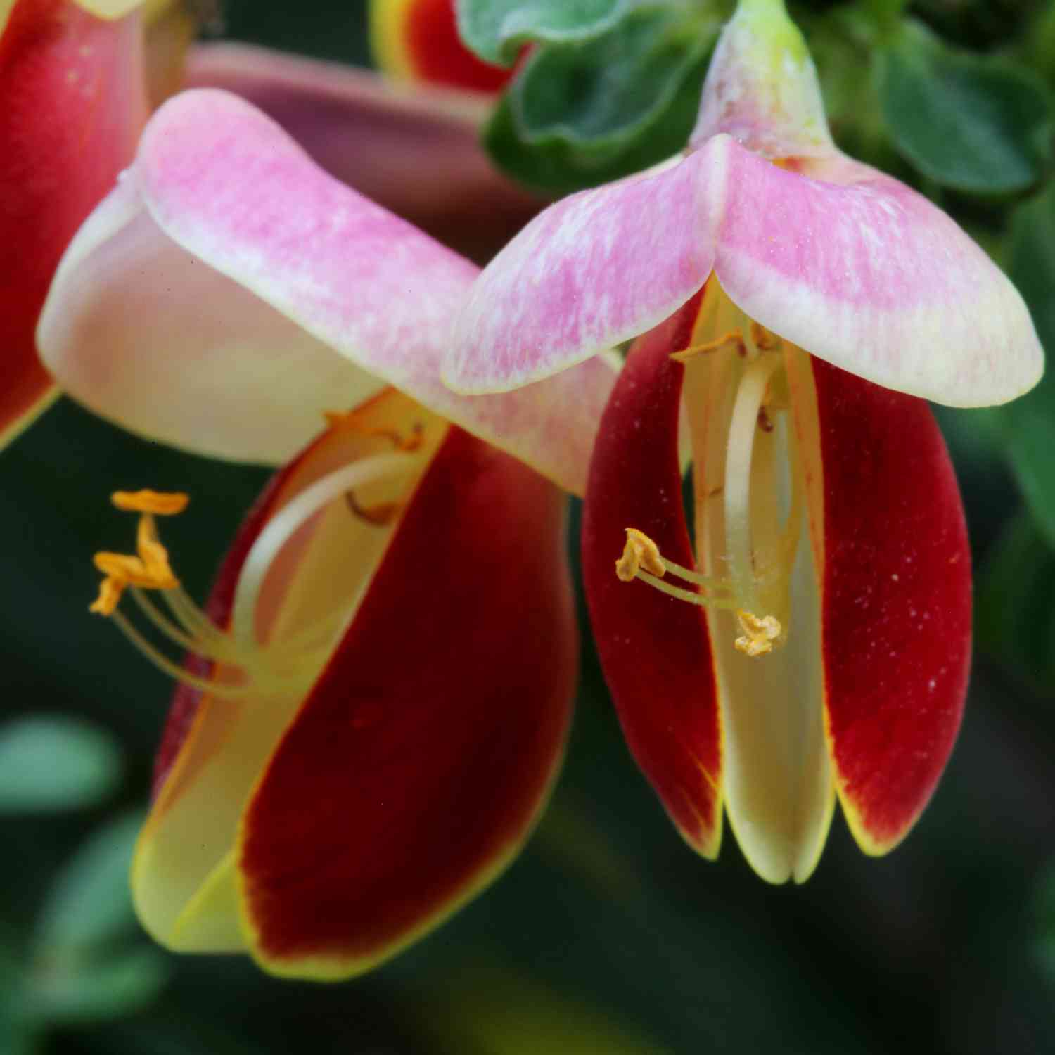 Edelginster 'Andreanus Splendens'