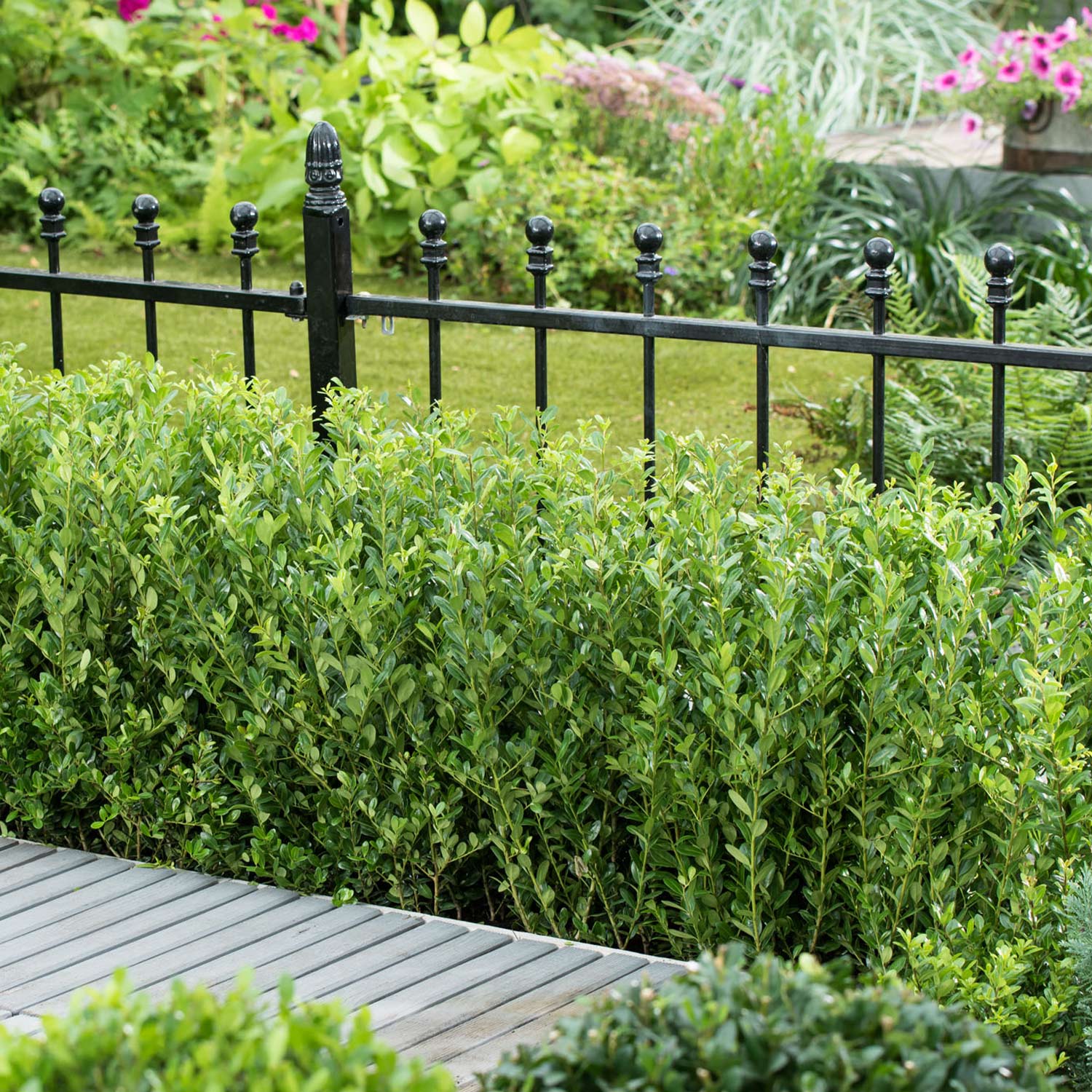 Berg-Ilex 'Glorie Dwarf' (S) C3 30 - 40 cm Liefergröße: 30 - 40 cm