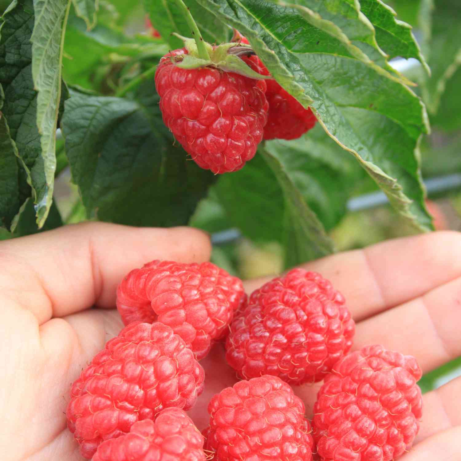 Zwerg-Herbsthimbeere Lowberry® 'Little Sweet Sister®' Liefergröße: 40-60 cm
