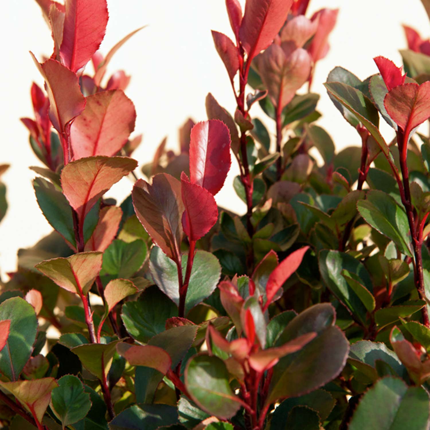 Glanzmispel 'Carré Rouge' 60/80 Liefergröße: 60 - 80 cm