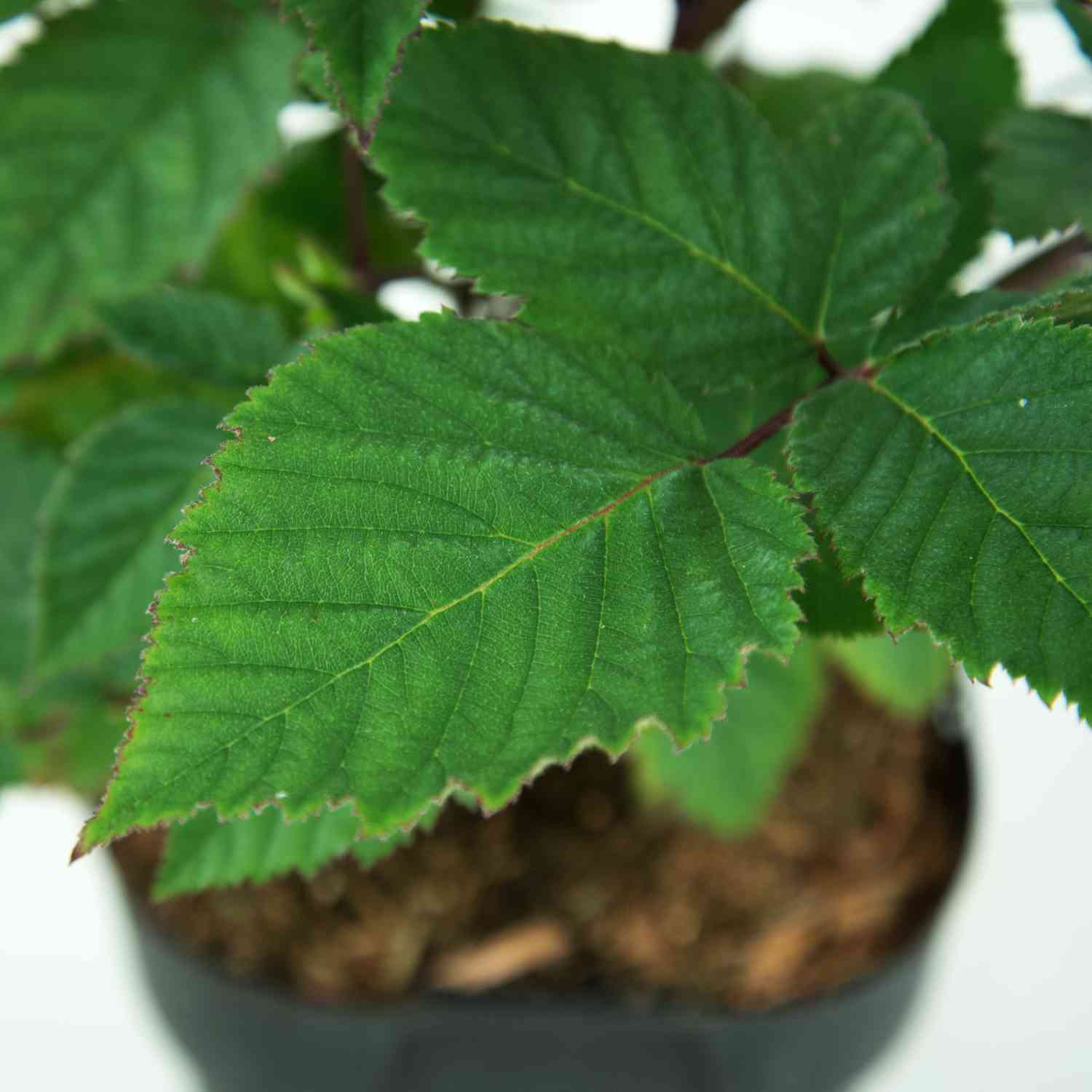 Brombeere 'Triple Crown'