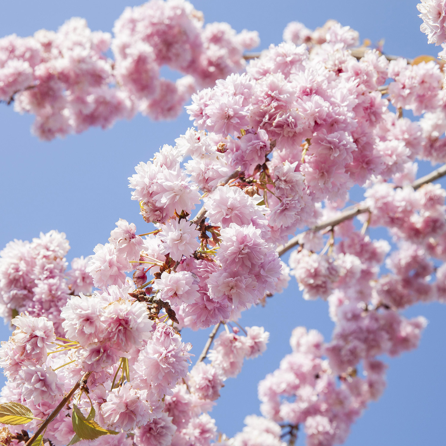 Frühe Zierkirsche / Frühlingskirsche