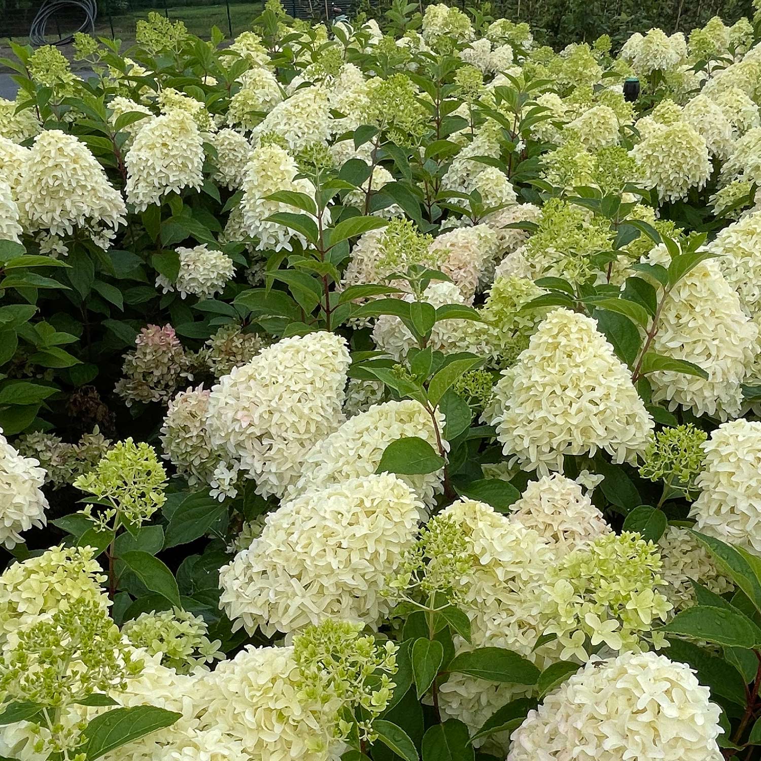 Rispenhortensie 'Skyfall'® C5 60 - 80 Liefergröße: 60 - 80 cm