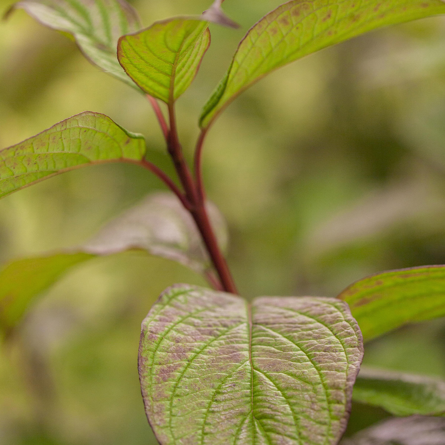 Schwarzholz-Hartriegel 'Kesselringii'