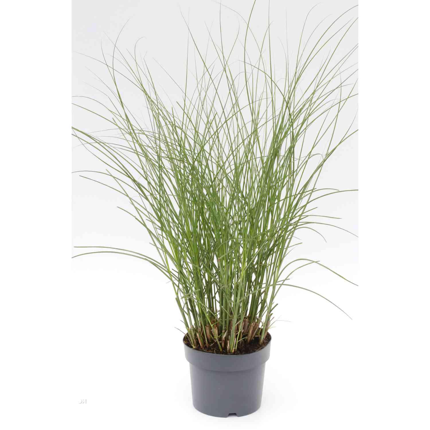 Chinaschilf 'Gracillimus'
