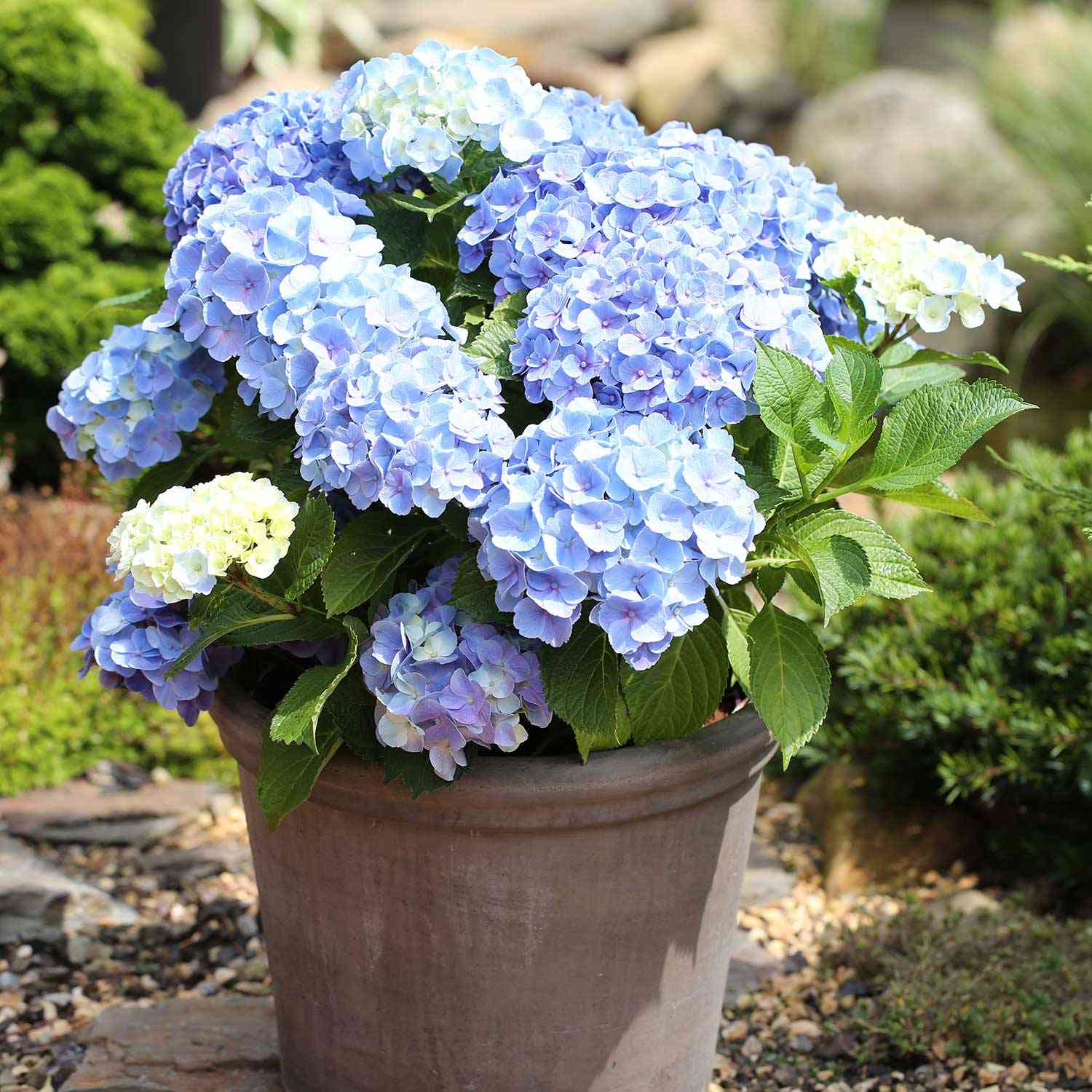 Ballhortensie 'Forever & Ever® Blue' Ballhortensie 'Forever & Ever® Blue'