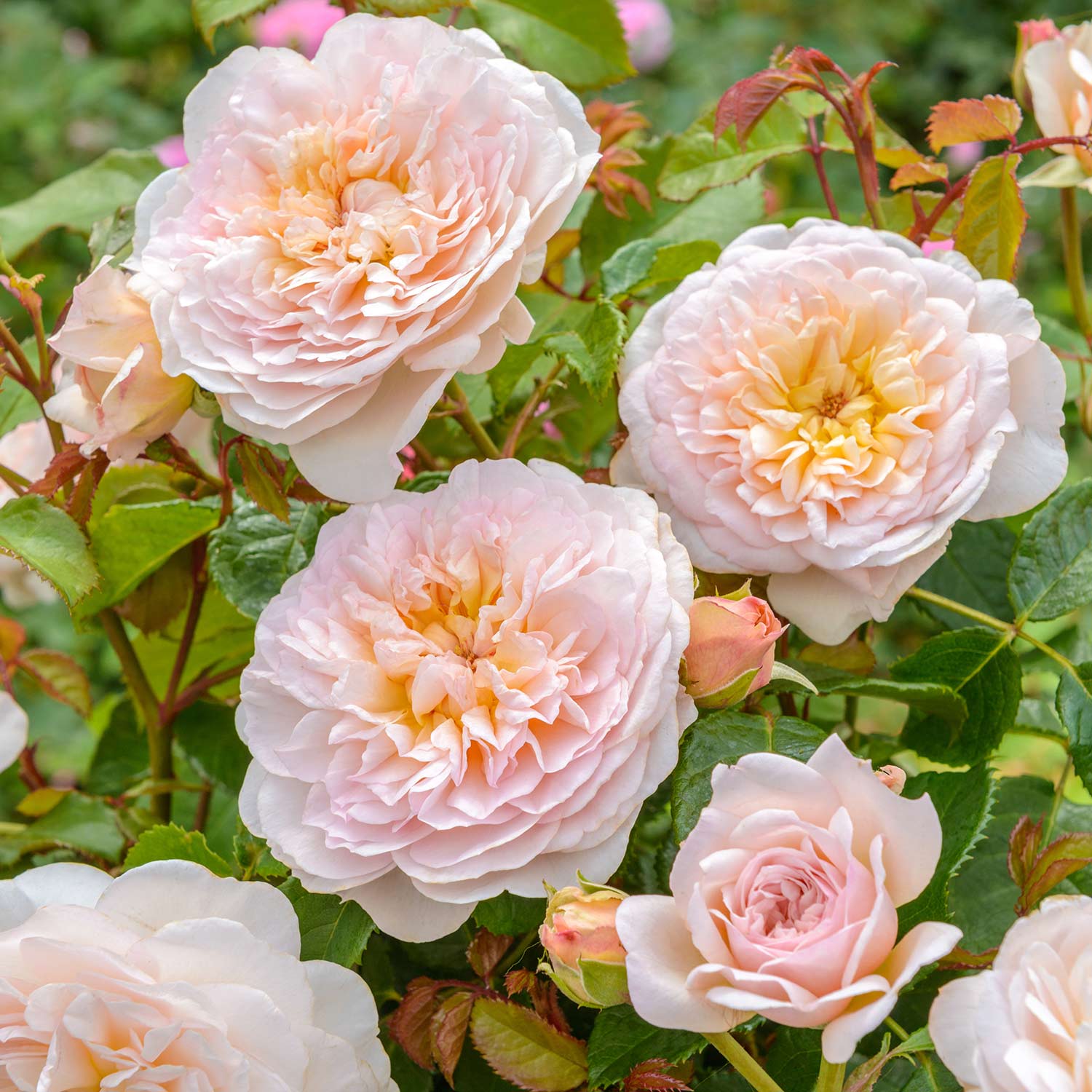 David-Austin-Strauchrose 'Emily Bronte®', 5 Liter, 2 - 3 starke Triebe, A-Qualität Liefergröße: 2 -3 starke Triebe, A-Qualität