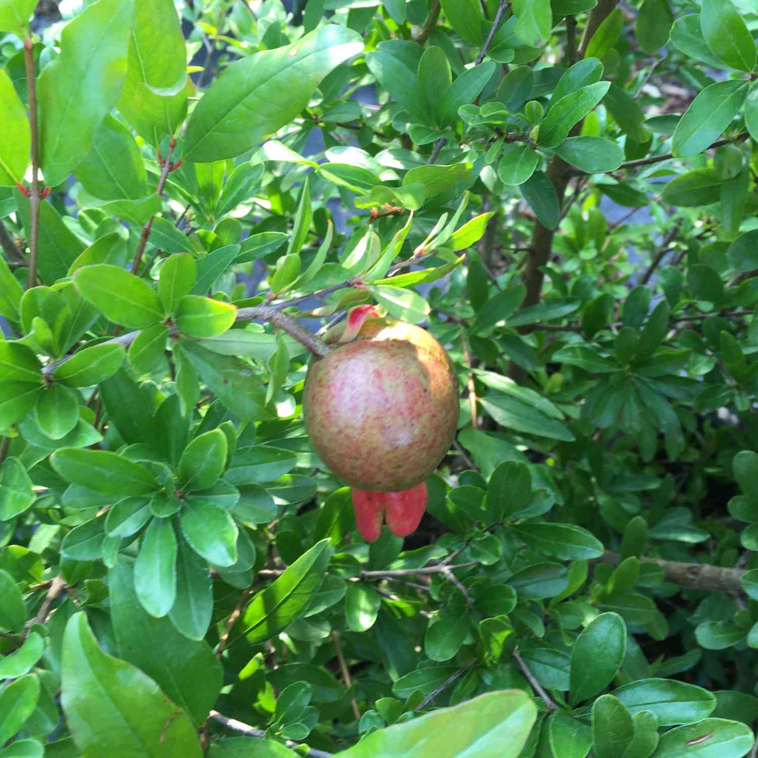 Granatapfel 'Crimson Sky' Granatapfel 'Favorite'