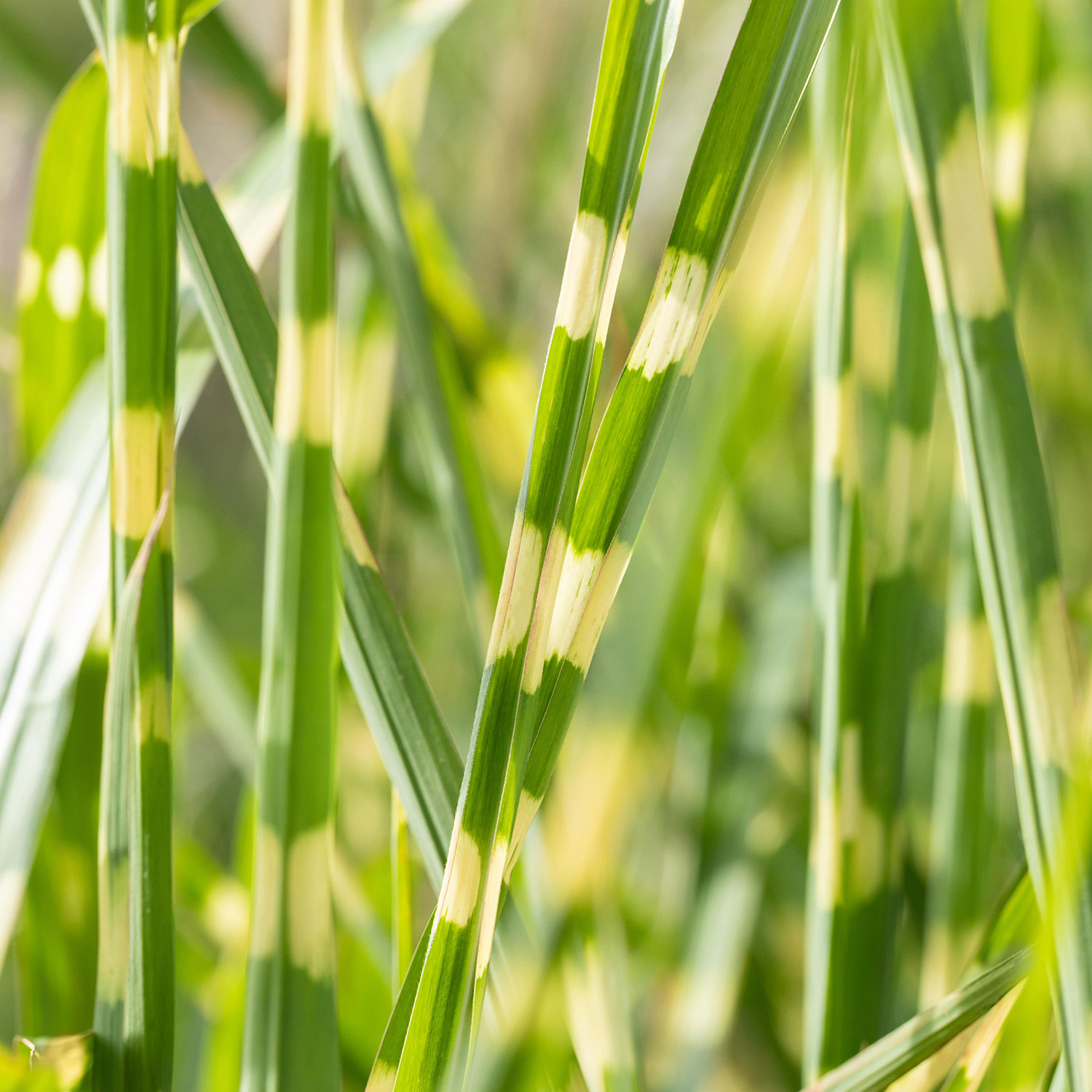 Zebraschilf 'Strictus' Zebraschilf 'Strictus'