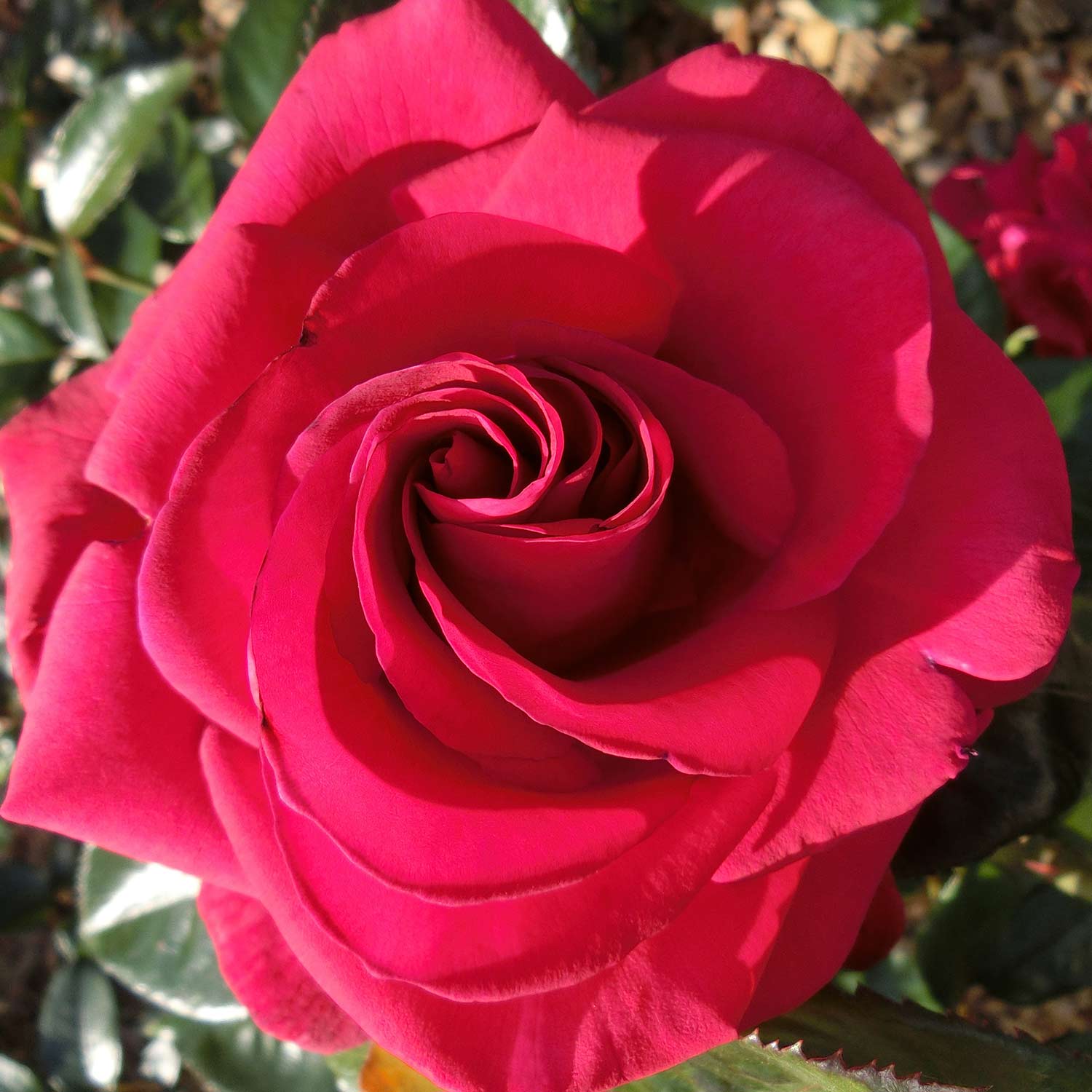 Edelrose 'NIRParfum Grande Classe' ®, 5 Liter, 3 starke Triebe, A-Qualität Liefergröße: 3 starke Triebe, A-Qualität