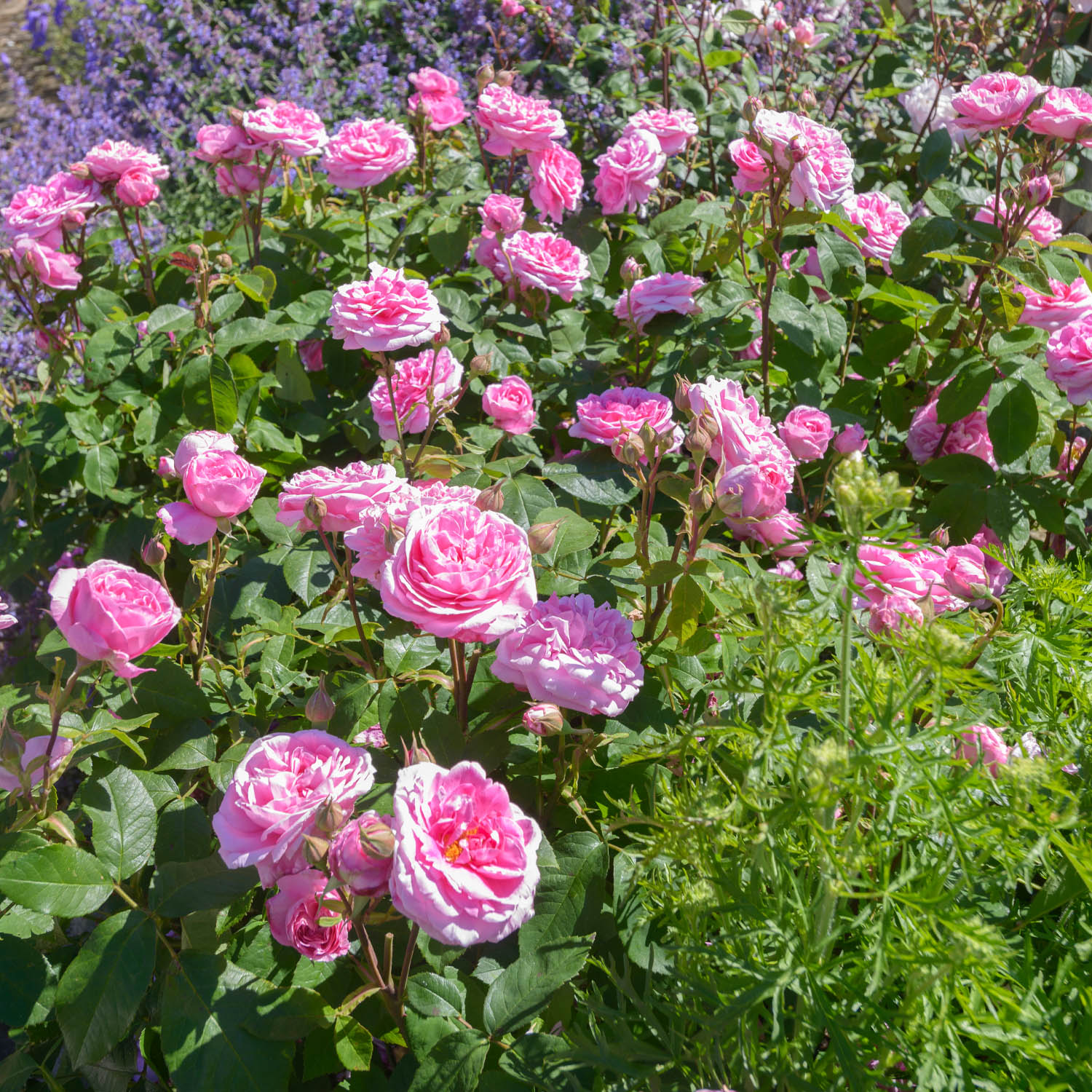 David Austin-Rose 'Gertrude Jekyll®' - AGM-Rose
