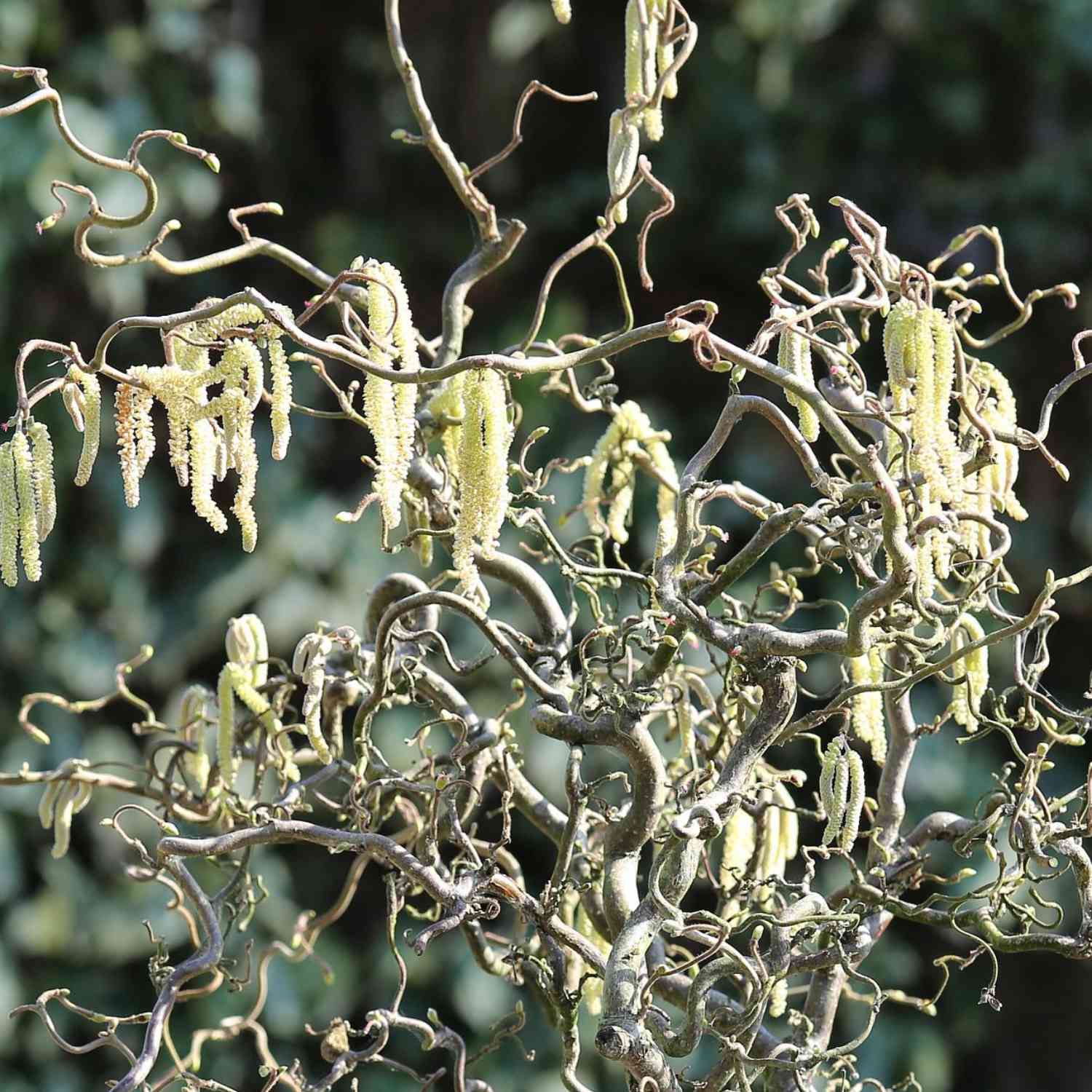 Korkenzieher-Hasel 'Schlangenast' Kleine Gartenforscher