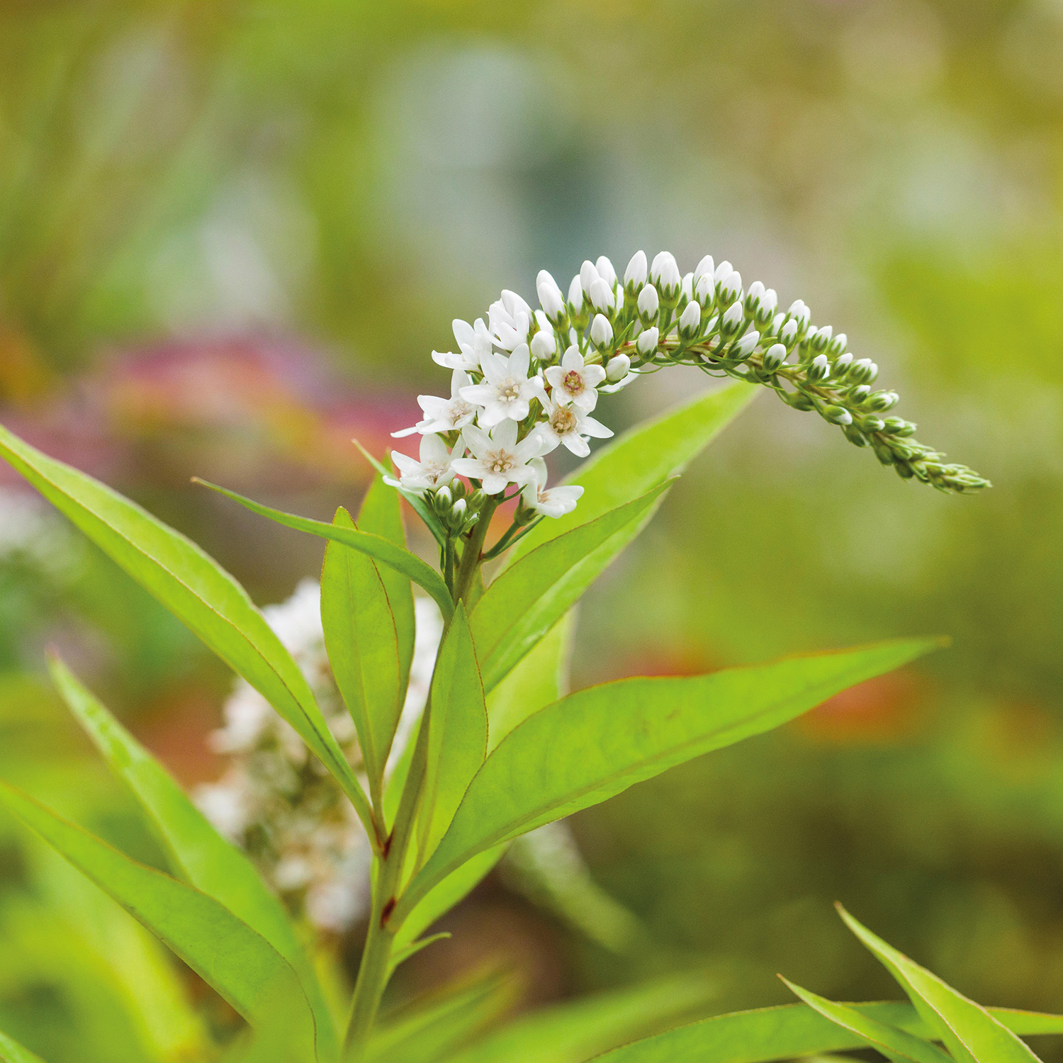 Kategorie <b>Stauden </b> - Entenschnabel- Schneefelberich Lieferform: Im Topf - Lysimachia clethroides