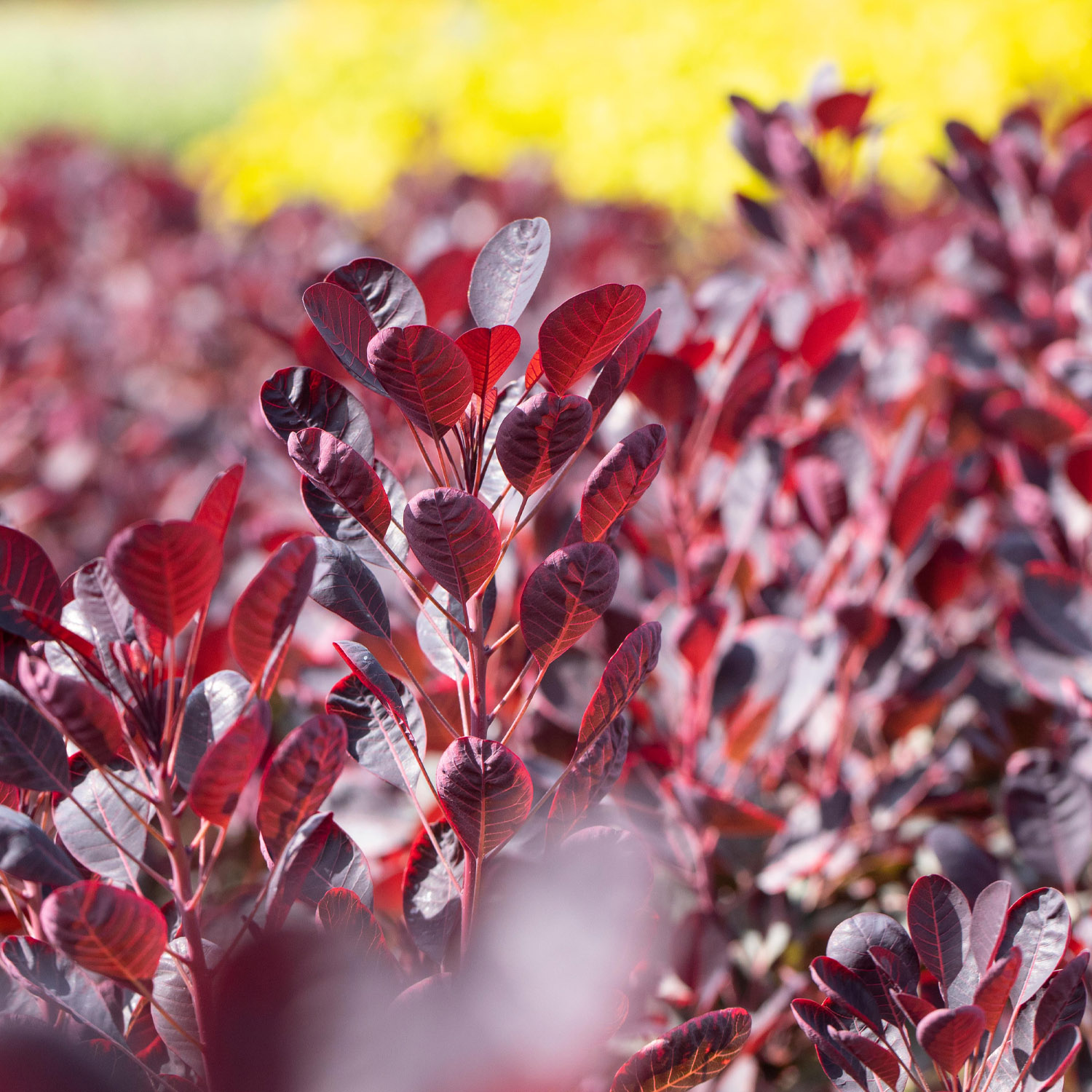 Perückenstrauch 'Royal Purple'