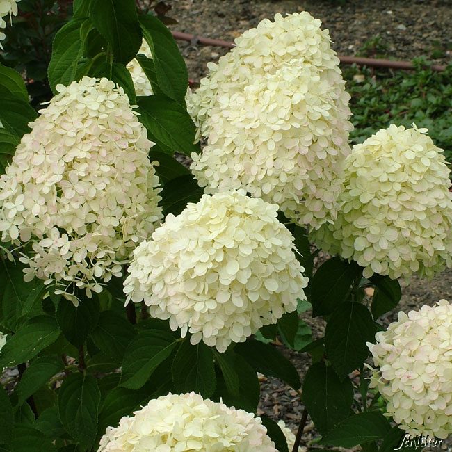 Rispenhortensie 'Limelight'