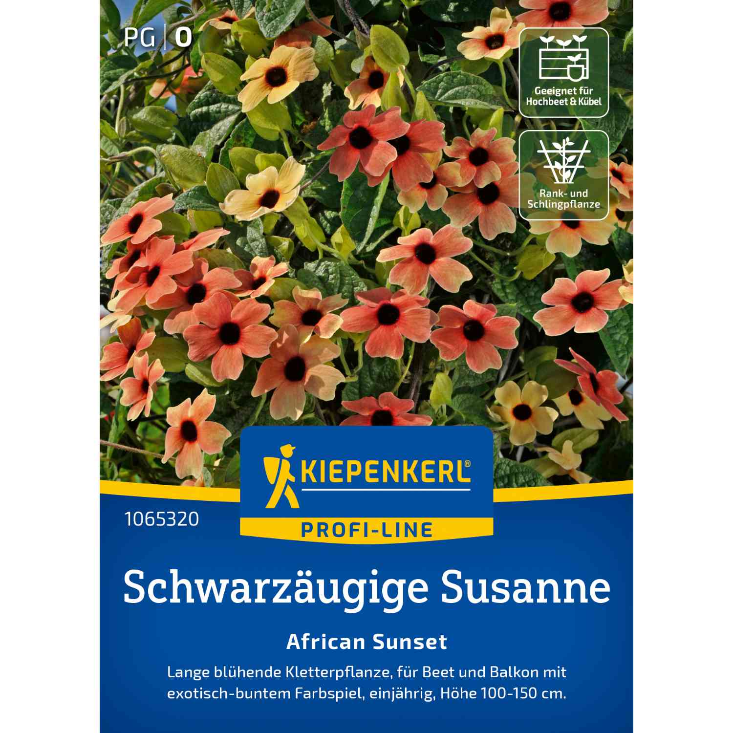Kategorie <b>Zwiebel- und Knollenstauden </b> - Schwarzäugige Susanne 'African Sunset' Lieferform: Portionssaatgut - Thunbergia alata