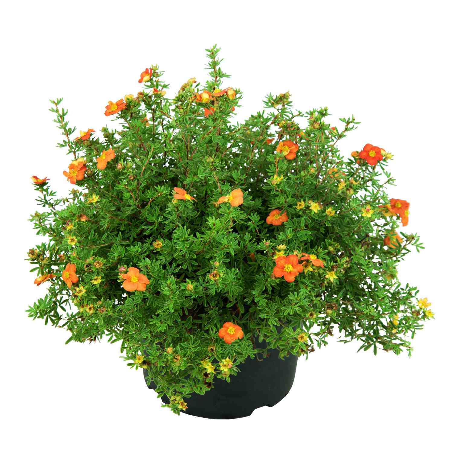 Fingerstrauch 'Marian Red Robin®'
