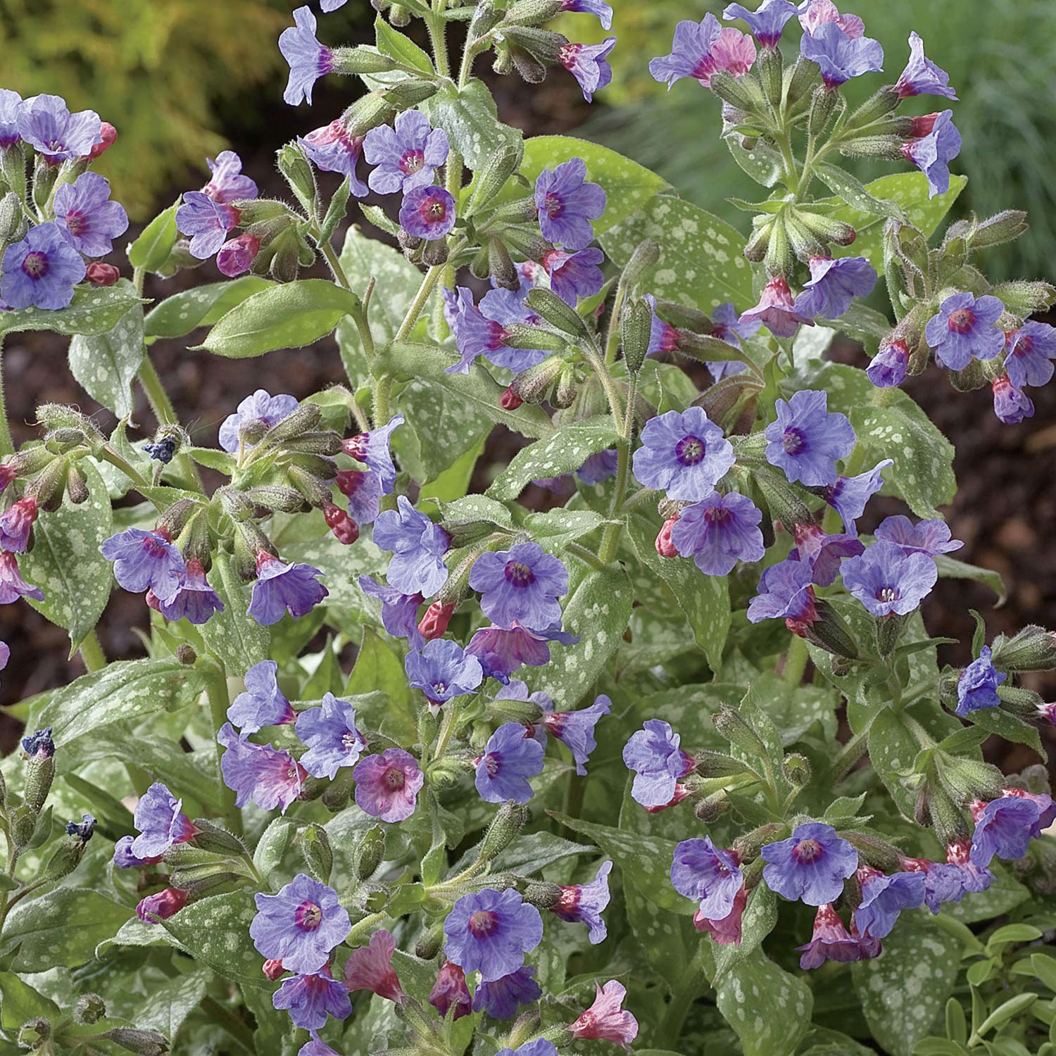 Großgeflecktes Lungenkraut 'Mrs. Moon' Lieferform: Im 9 cm Topf
