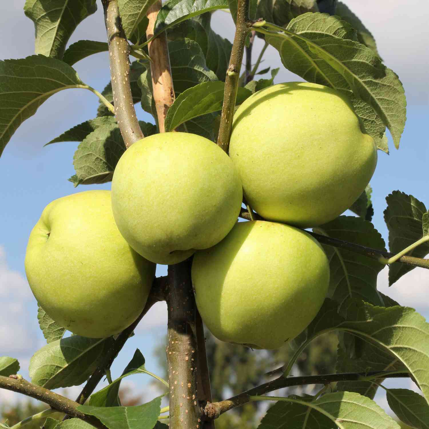Augustapfel - Weißer Klarapfel der perfekte Befruchter