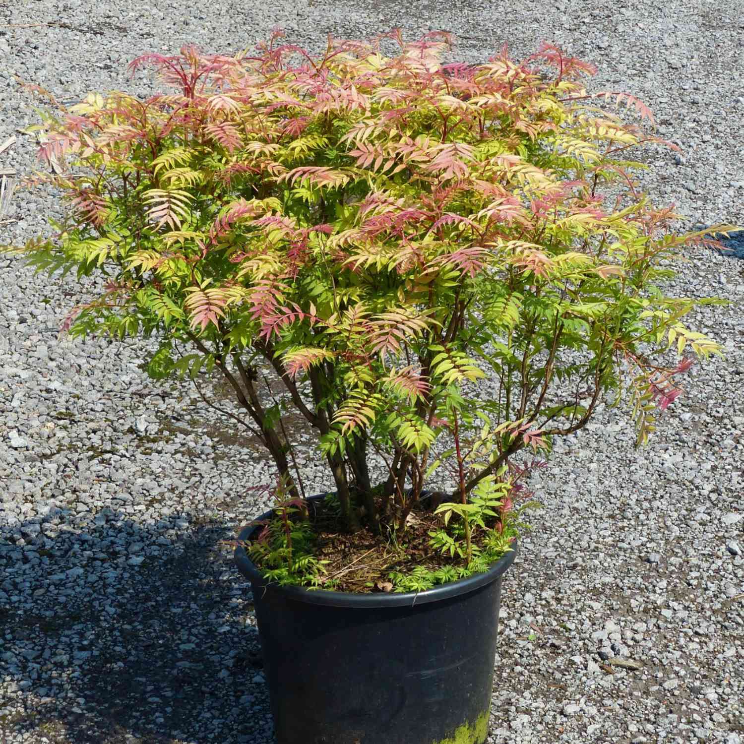 Fiederspiere 'Sem®'