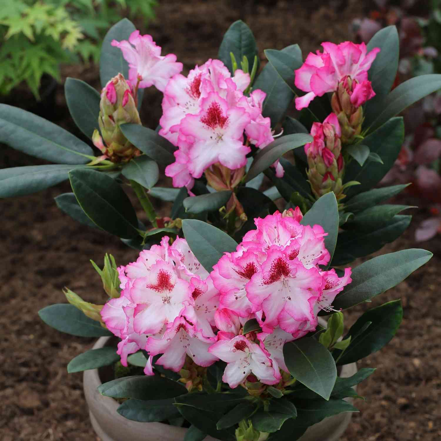 Rhododendron 'Hachmanns Charmant®'