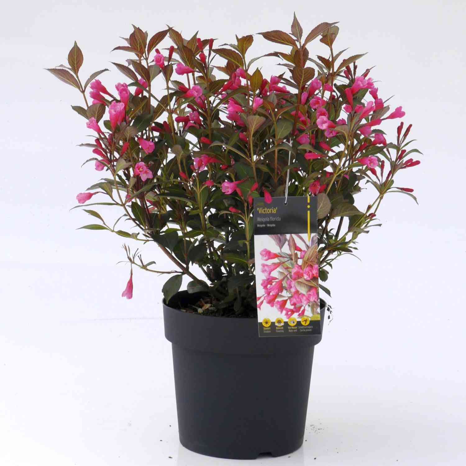 Weigelie 'Victoria'