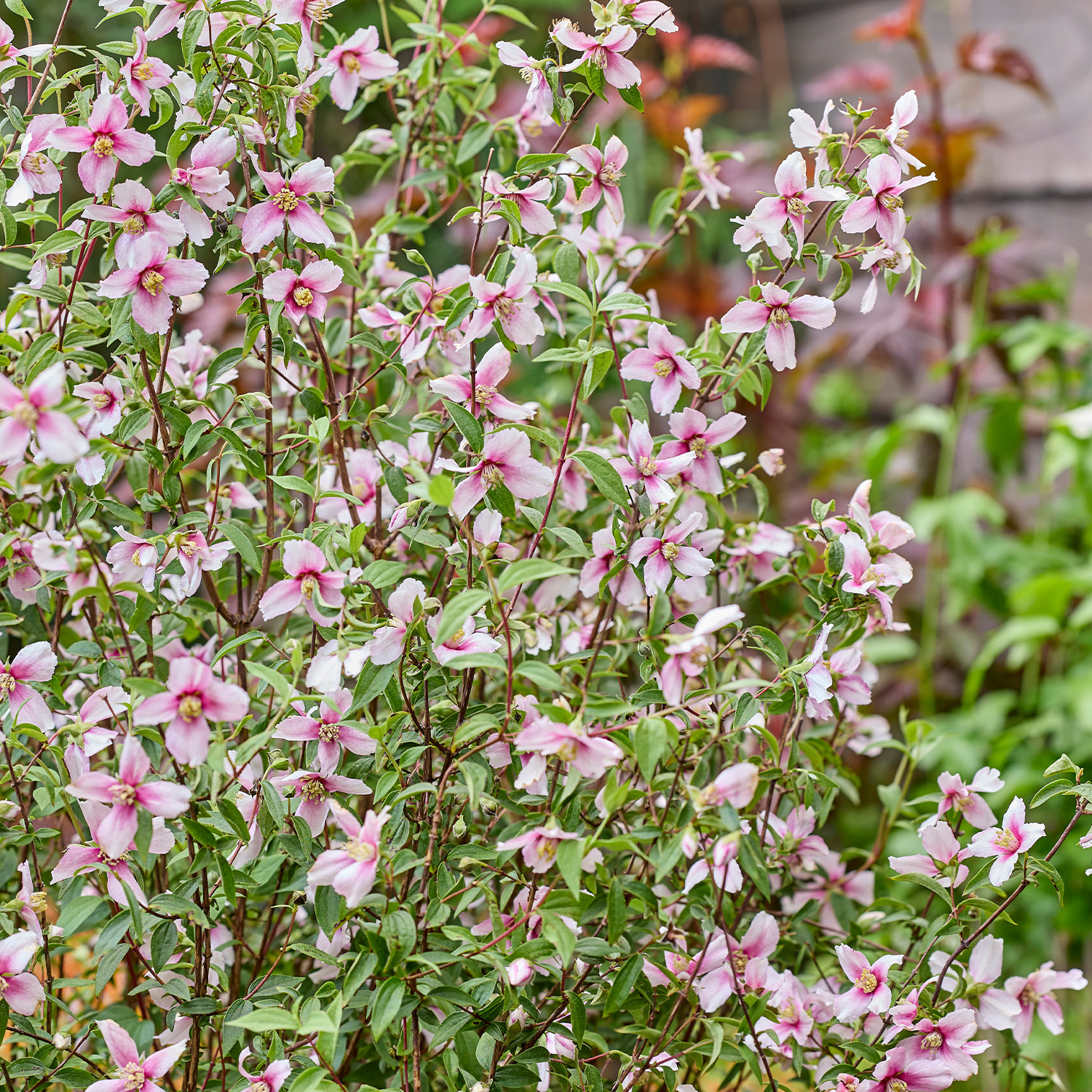 Zwerg-Jasmin 'Petite Perfume Pink'