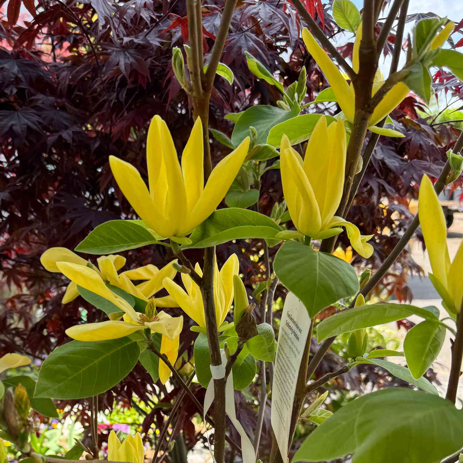 Magnolie 'Daphne' Magnolie 'Daphne'