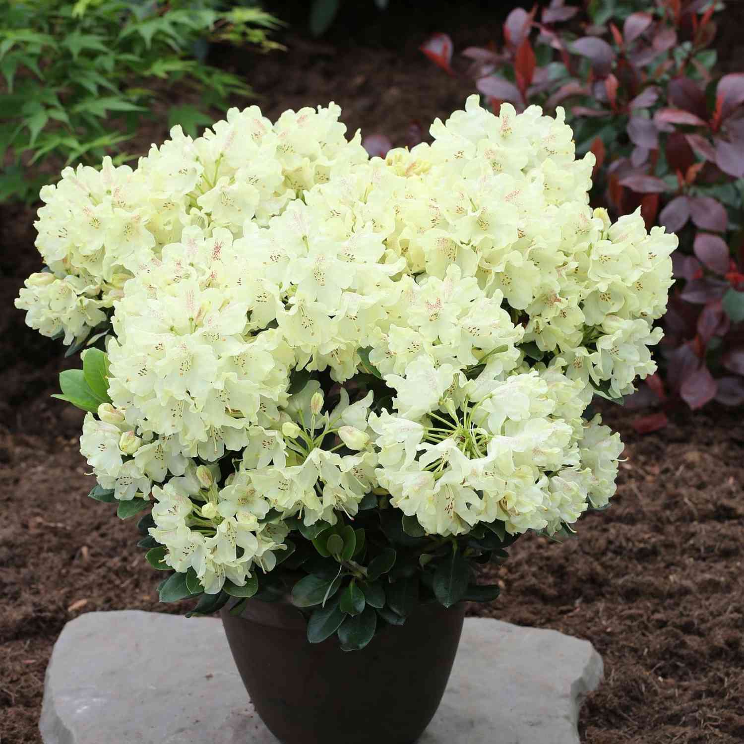 Rhododendron 'Goldkrone®'