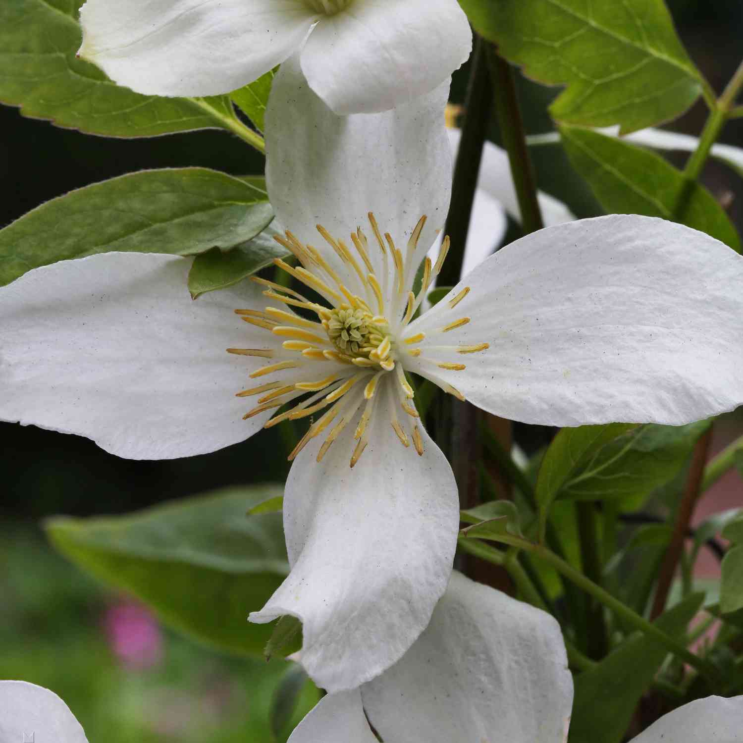 Clematis 'Grandiflora'