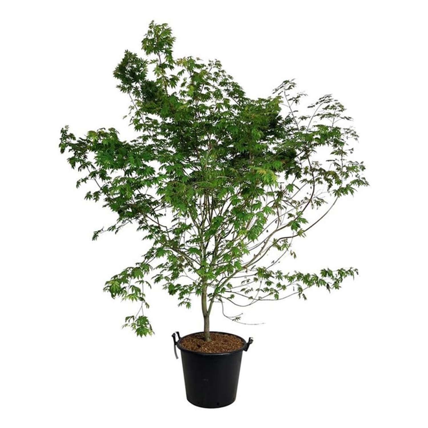 Koreanischer Fächer-Ahorn 'Jack Frost® North Wind®', 3 Liter, 40 - 60 cm Liefergröße: 40 - 60 cm