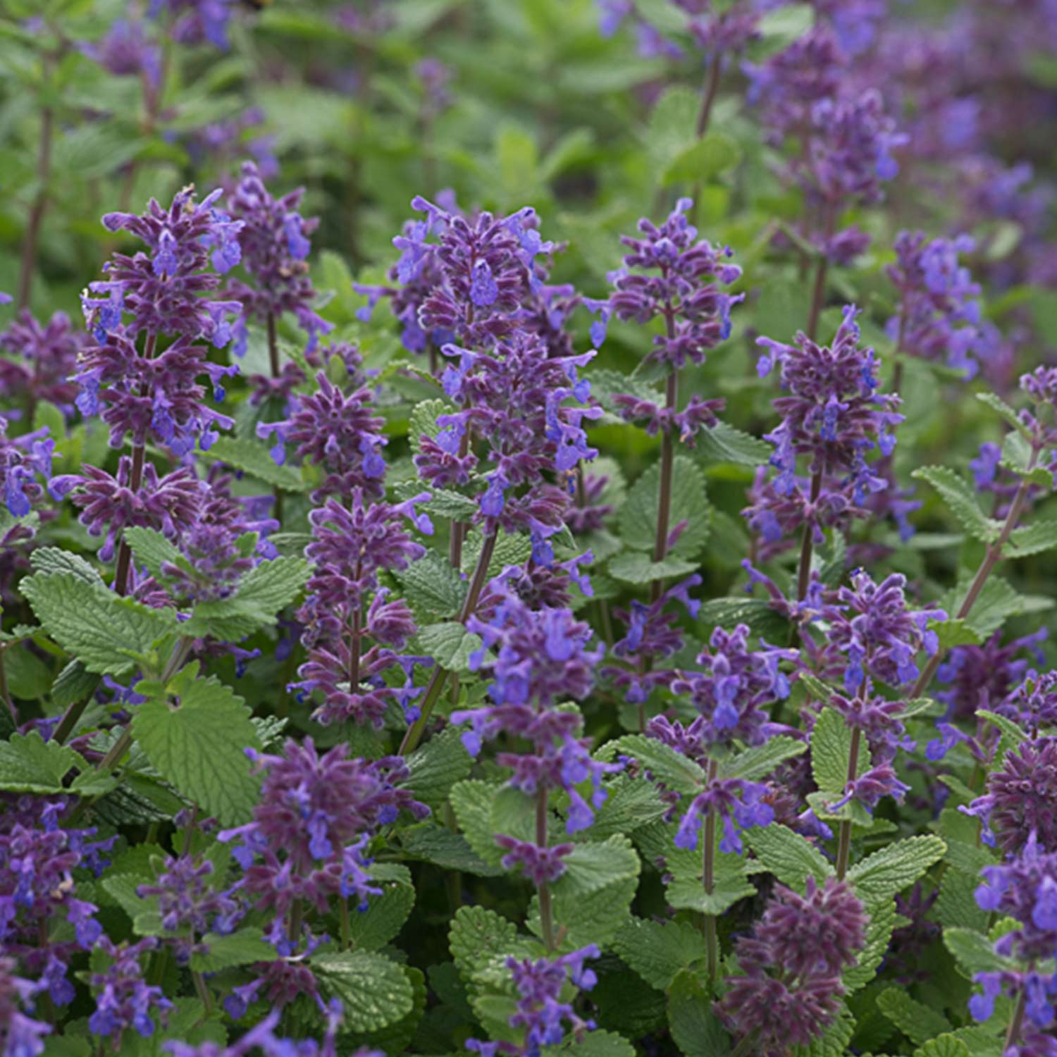 Kategorie <b>Produkt ohne Kategoriezuordnung </b> - Katzenminze 'Odeur Citron' Lieferform: Im 9 cm Topf - Nepeta racemosa 'Odeur Citron' (= Nepeta x faassenii)