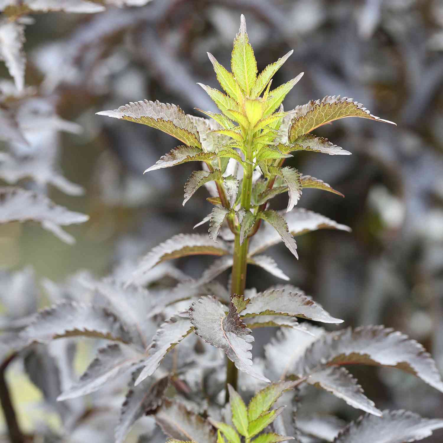 Dunkellaubige Säulen-Holunder 'Black Tower' Dunkellaubige Säulen-Holunder 'Black Tower'