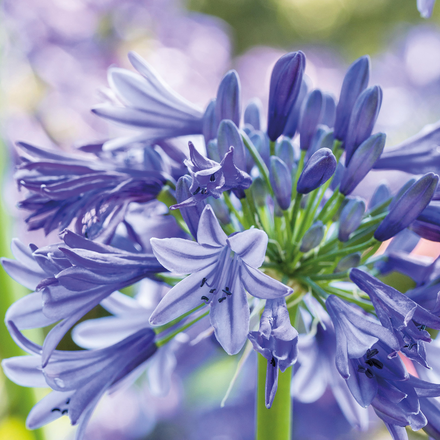 Afrikanische Schmucklilie 'Peter Pan' Lieferform: Im 9 cm Topf