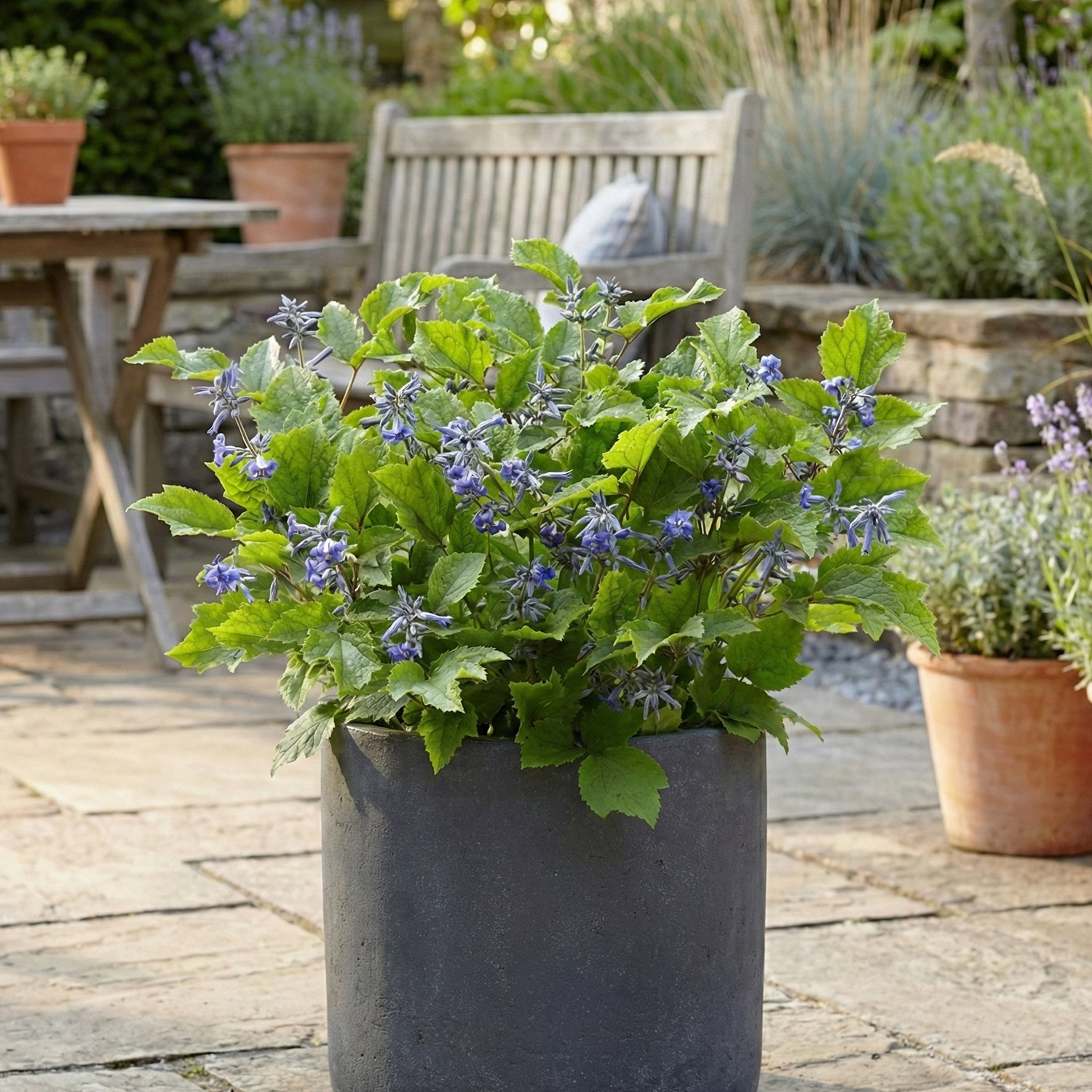 Kategorie <b>Clematis </b> - Clematis 'New Love' Lieferform: Im 9 cm Topf - Clematis 'New Love'