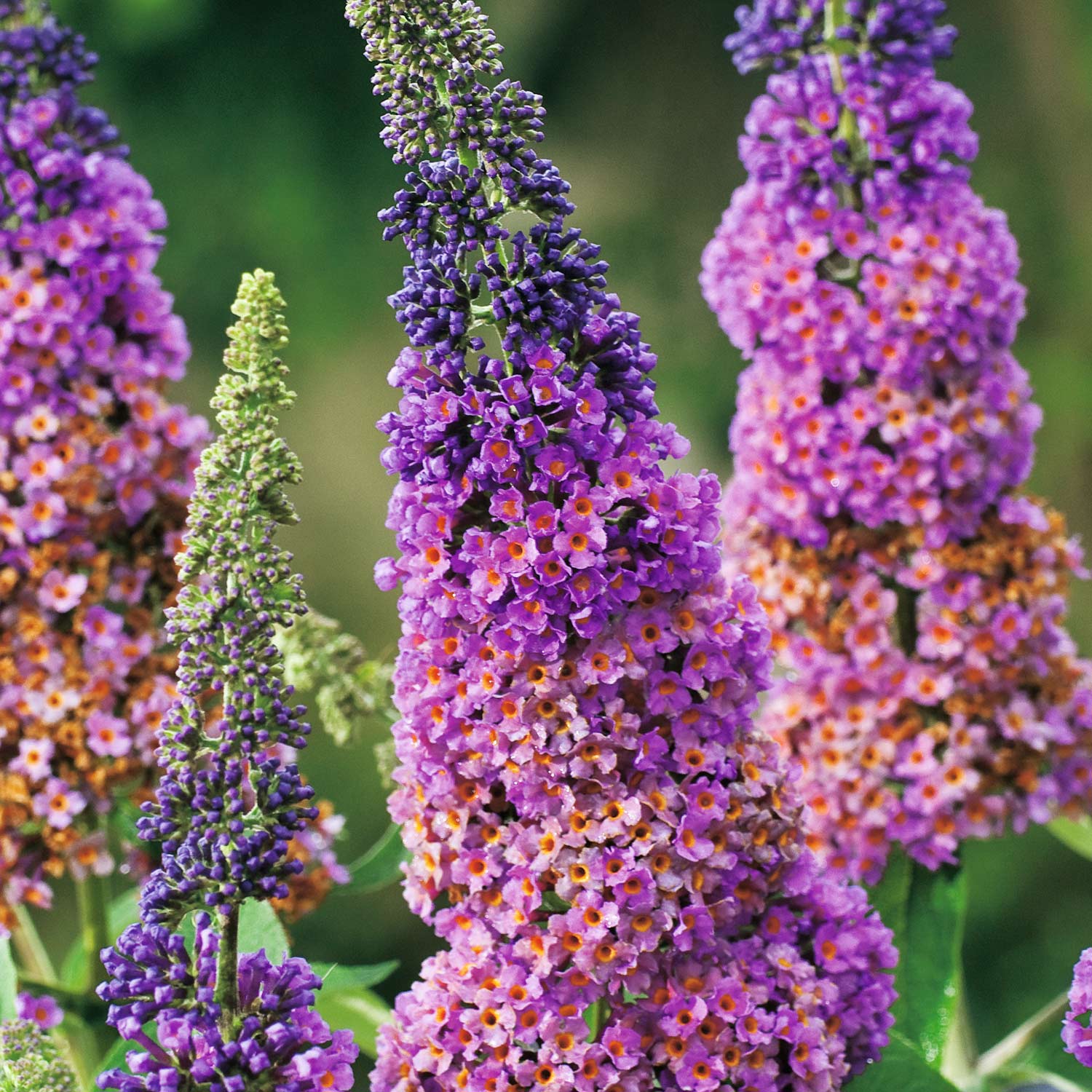 Schmetterlingsflieder 'Flower Power'