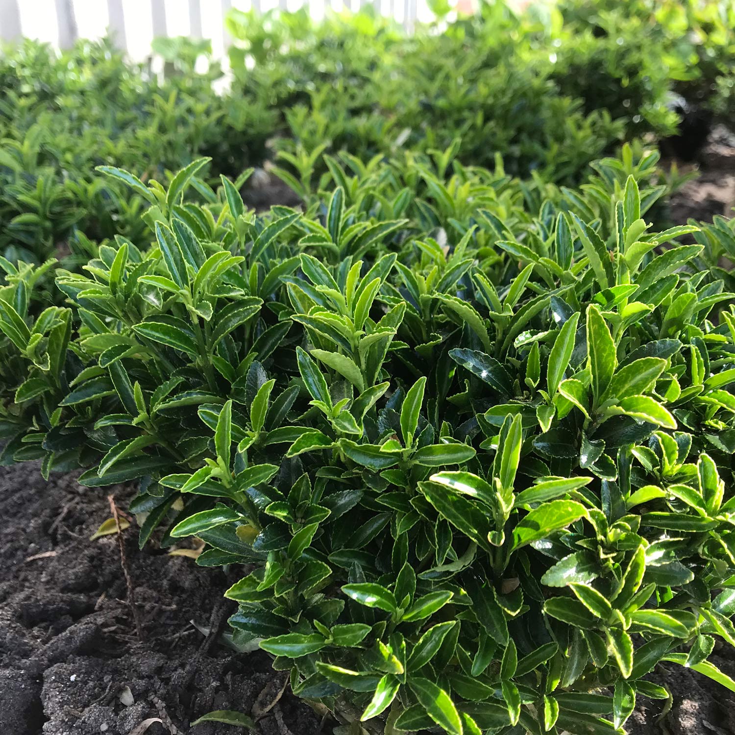 Immgergrüner Spindelstrauch 'Green Empire' Liefergröße: 10 - 30 cm