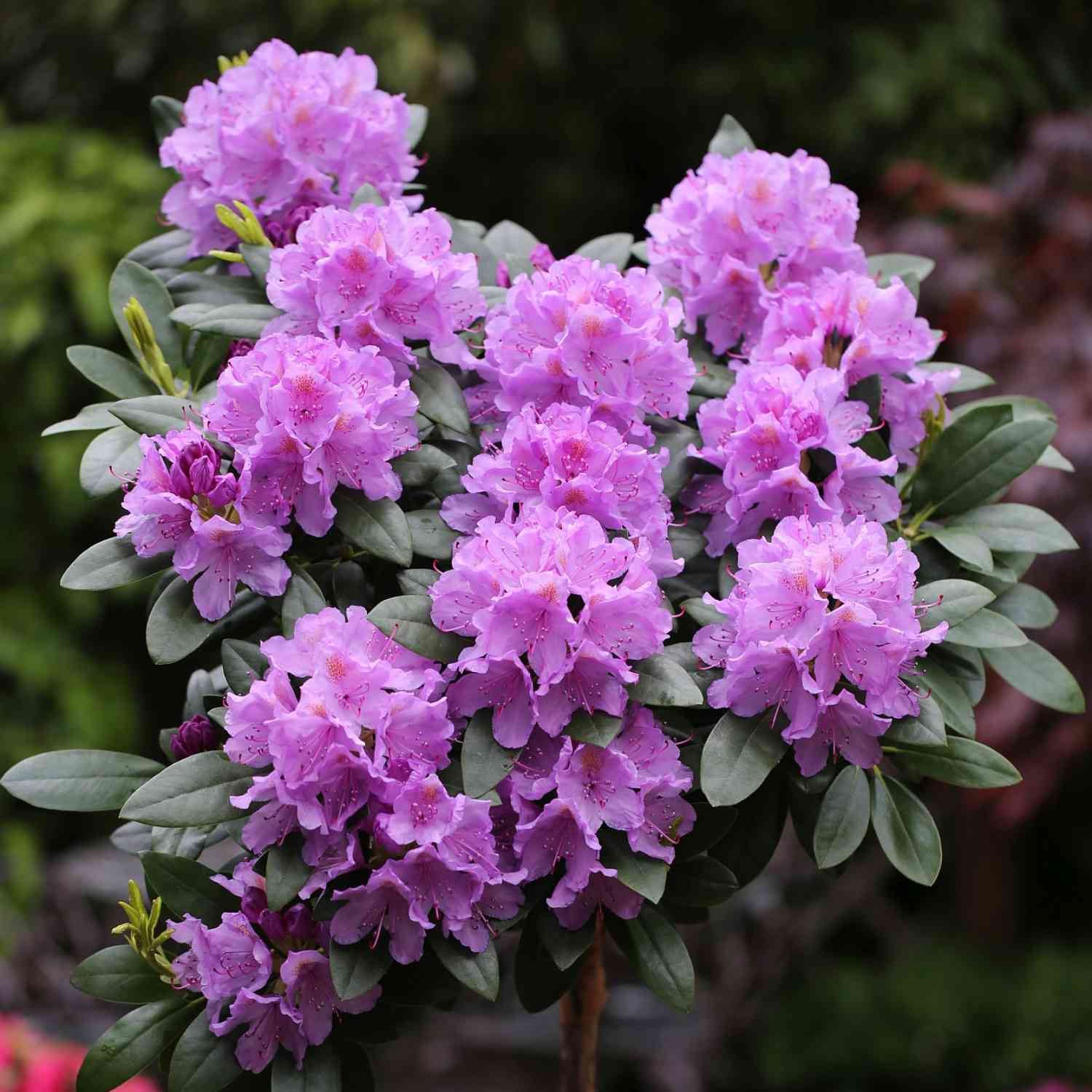 Rhododendron 'Catawbiense Grandiflora'