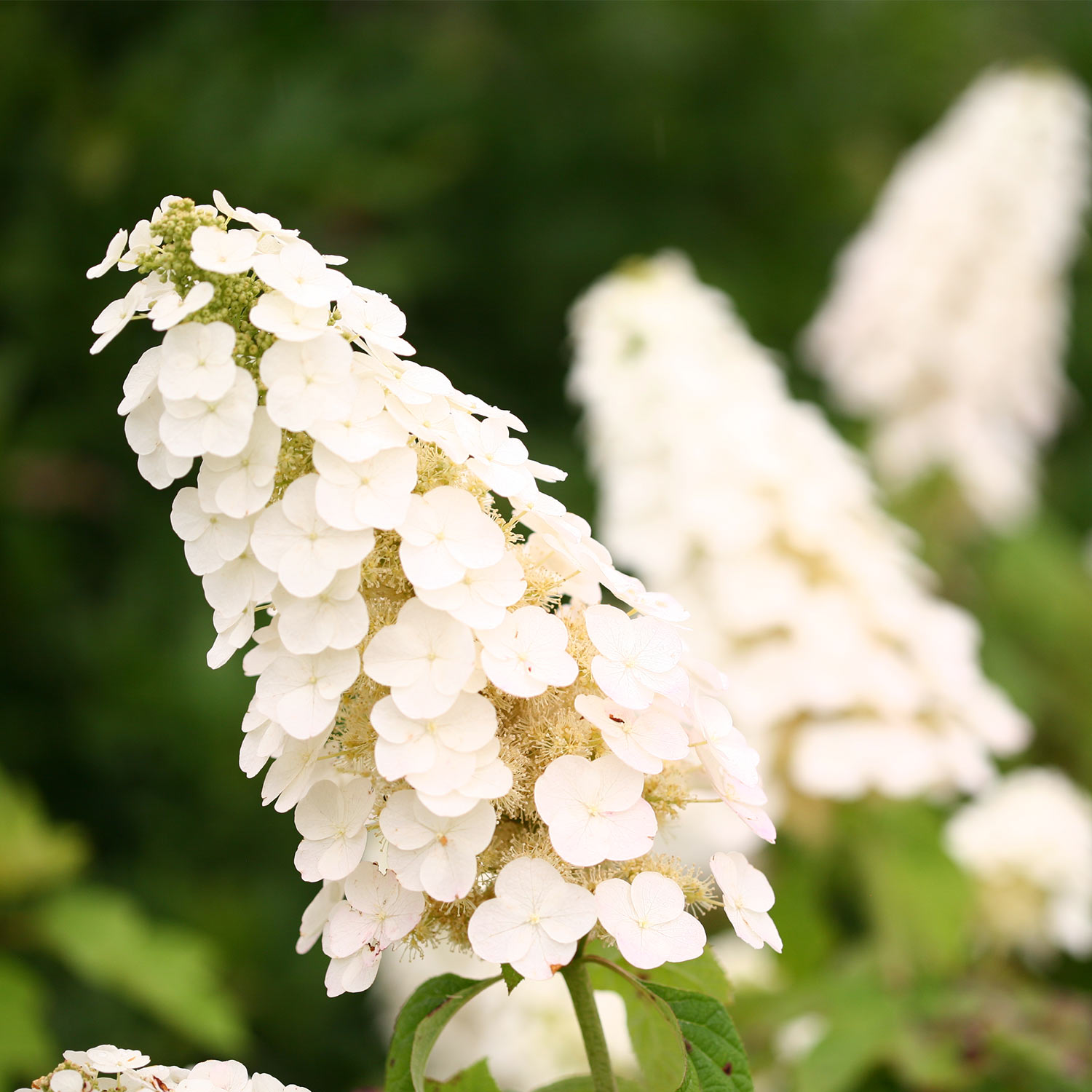 Eichenblättrige Hortensie 'Gatsby® Girl'
