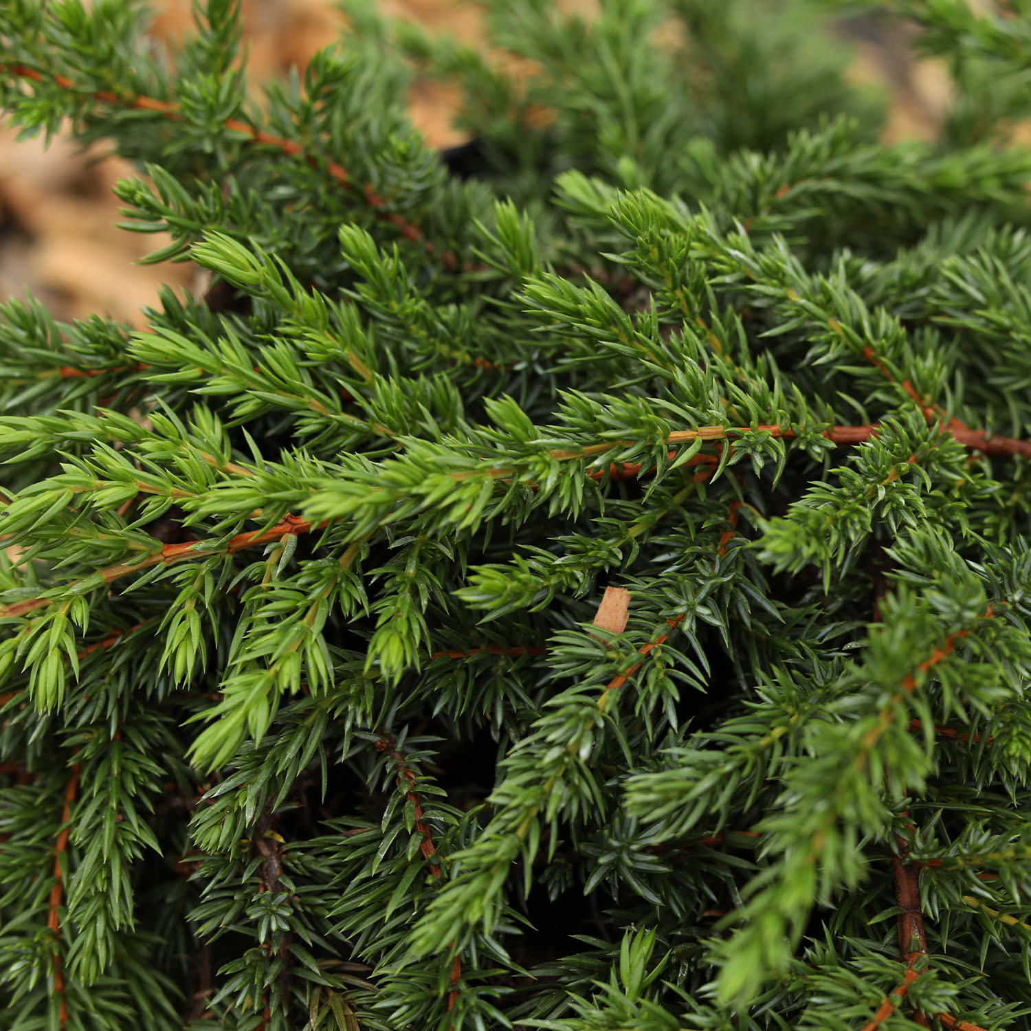 Wildwacholder 'Green Mantle'