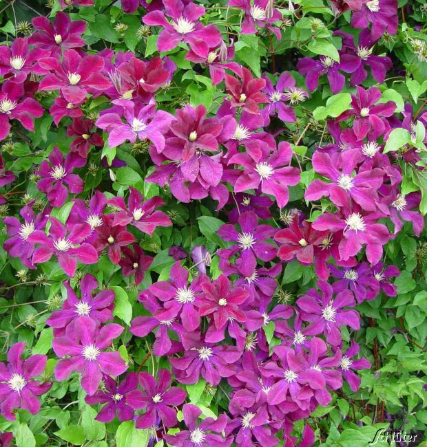 Clematis 'Warszawska Nike' Liefergröße: 40 - 60 cm