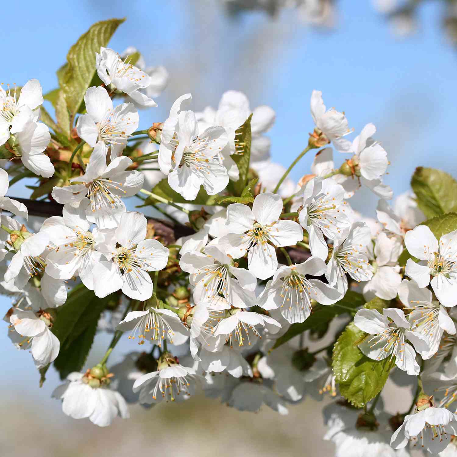 Kirsch-Duo 'Regina®/Sunburst®'