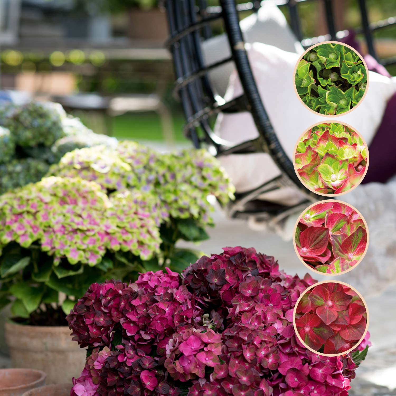 4-Jahreszeiten-Hortensie 'Magical® Four Seasons Ruby Tuesday®' Liefergröße: 30 - 40 cm