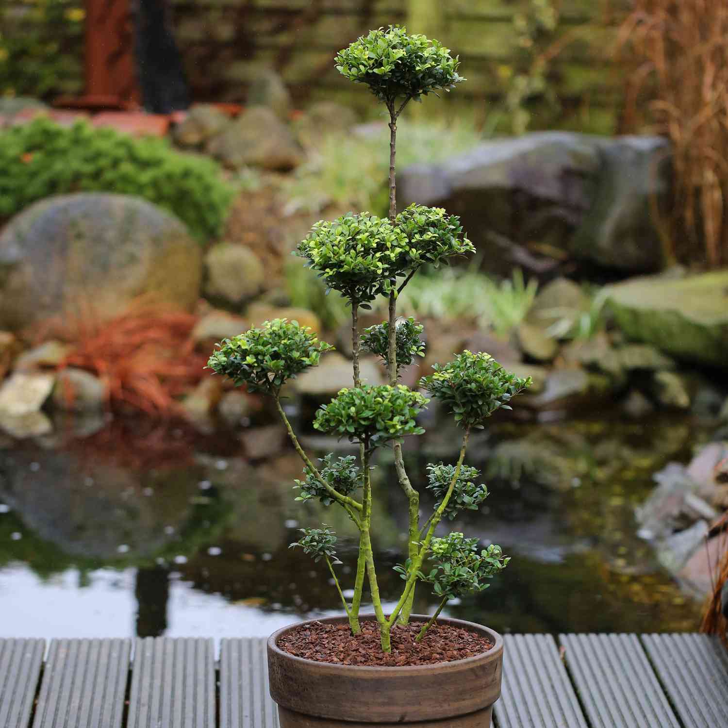Ilex 'Dark Green®'
