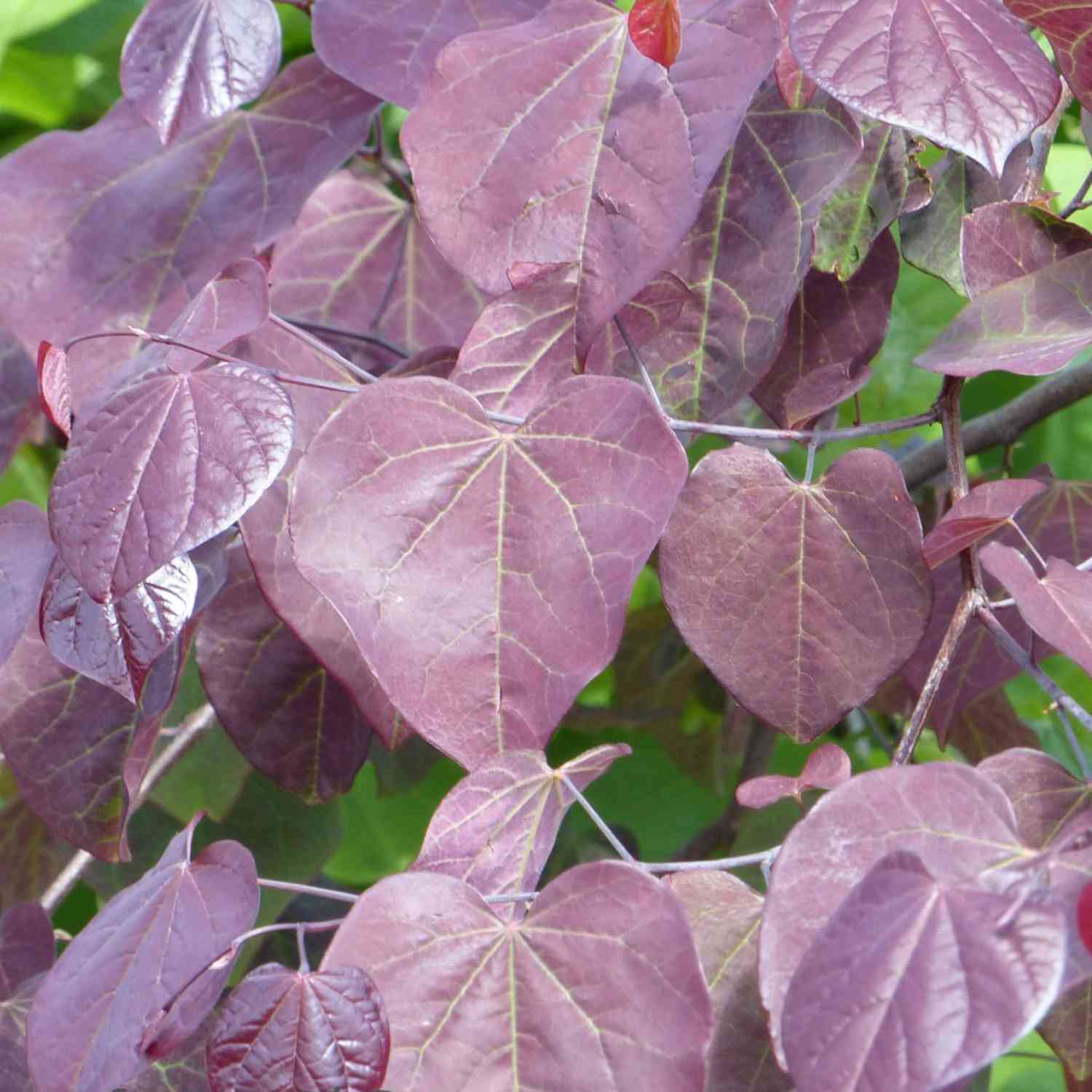 Kanadischer Judasbaum 'Forest Pansy'