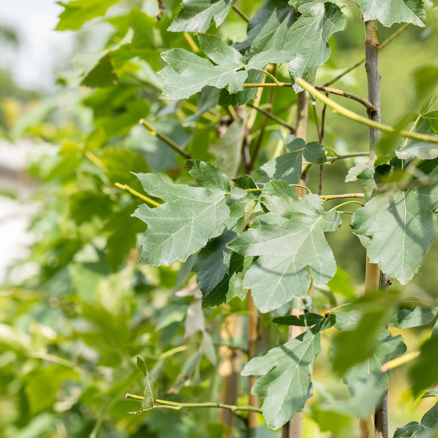 Elsbeere - Baum des Jahres 2011