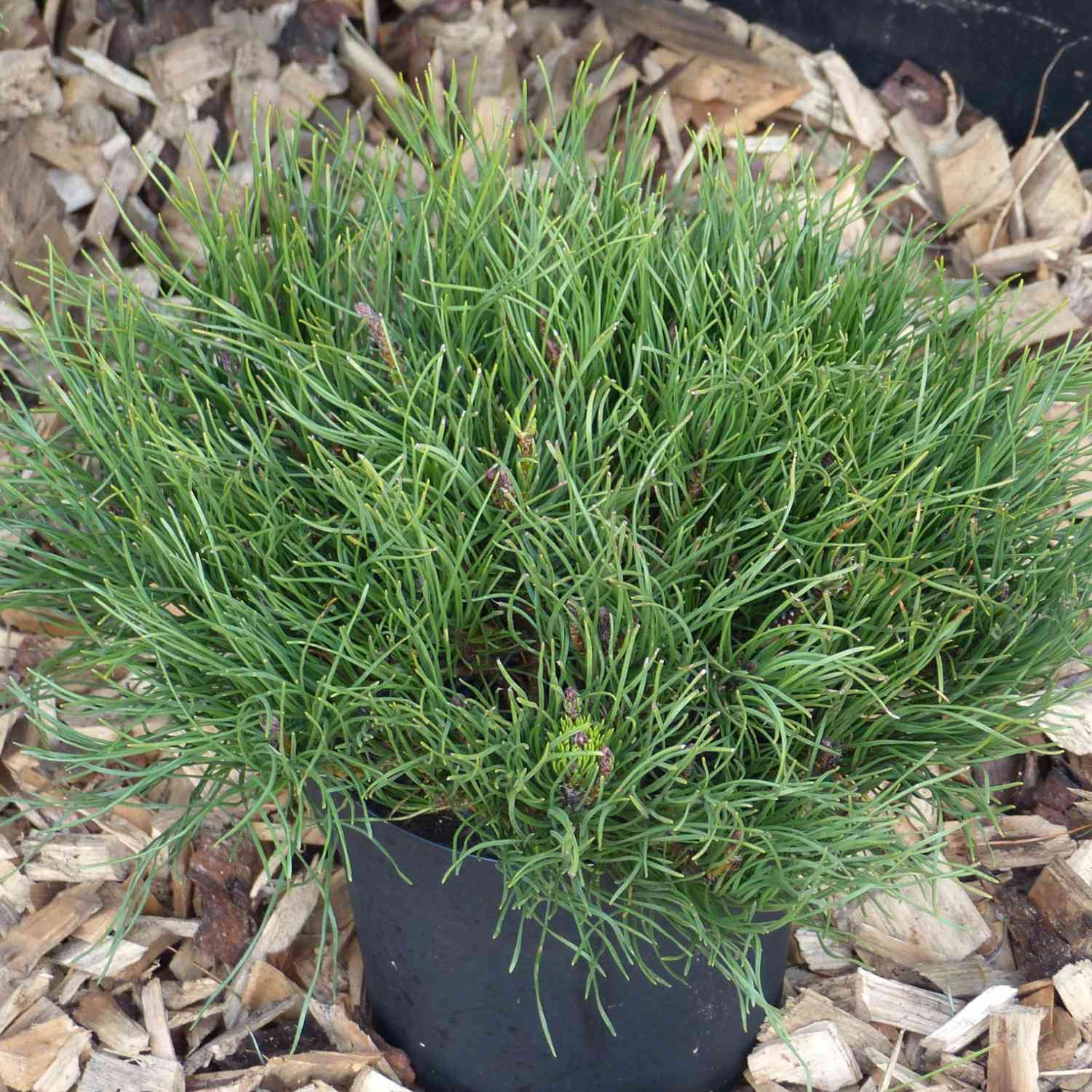 Zwergkiefer 'Pumilio' Zwergkiefer 'Pumilio'